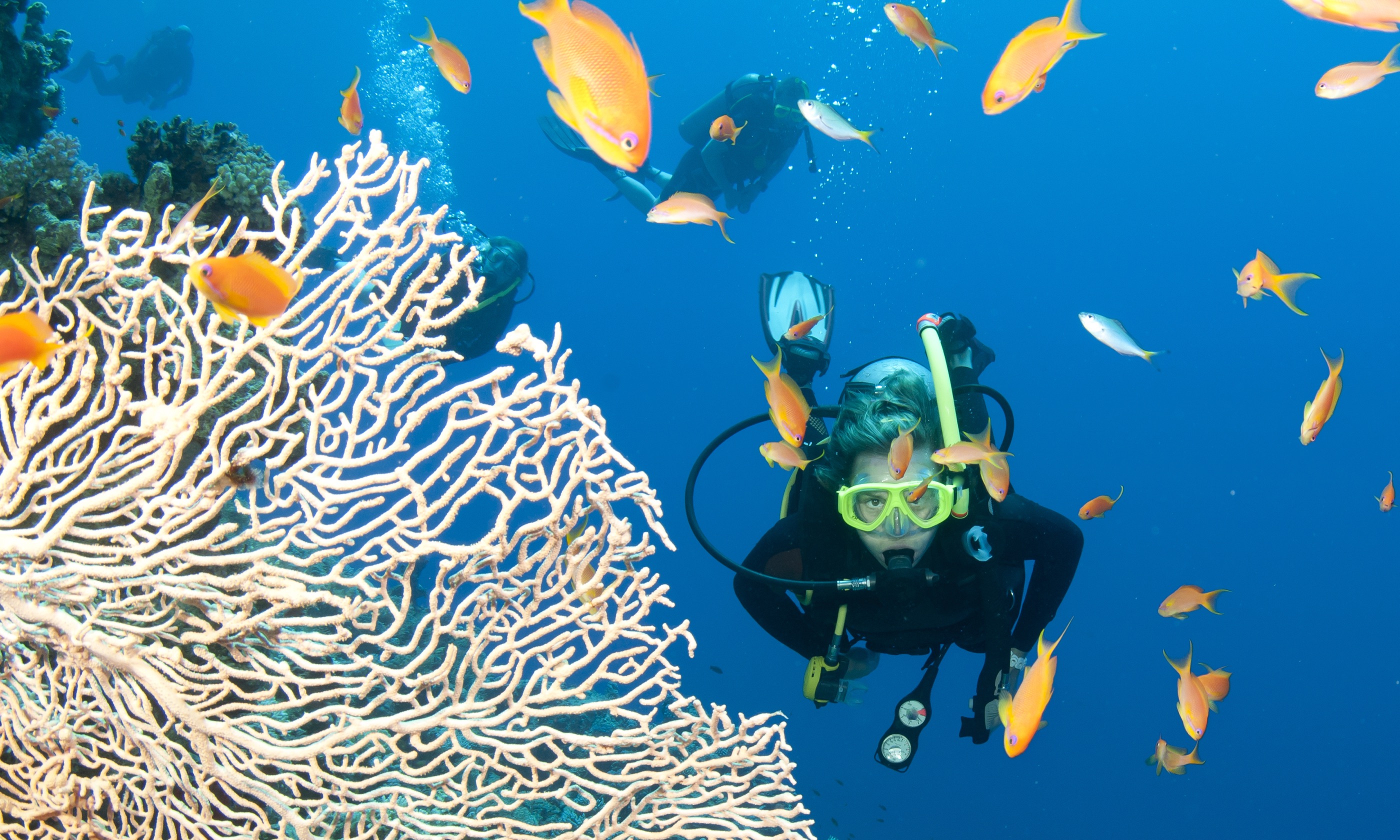 Diving the Great Barrier Reef