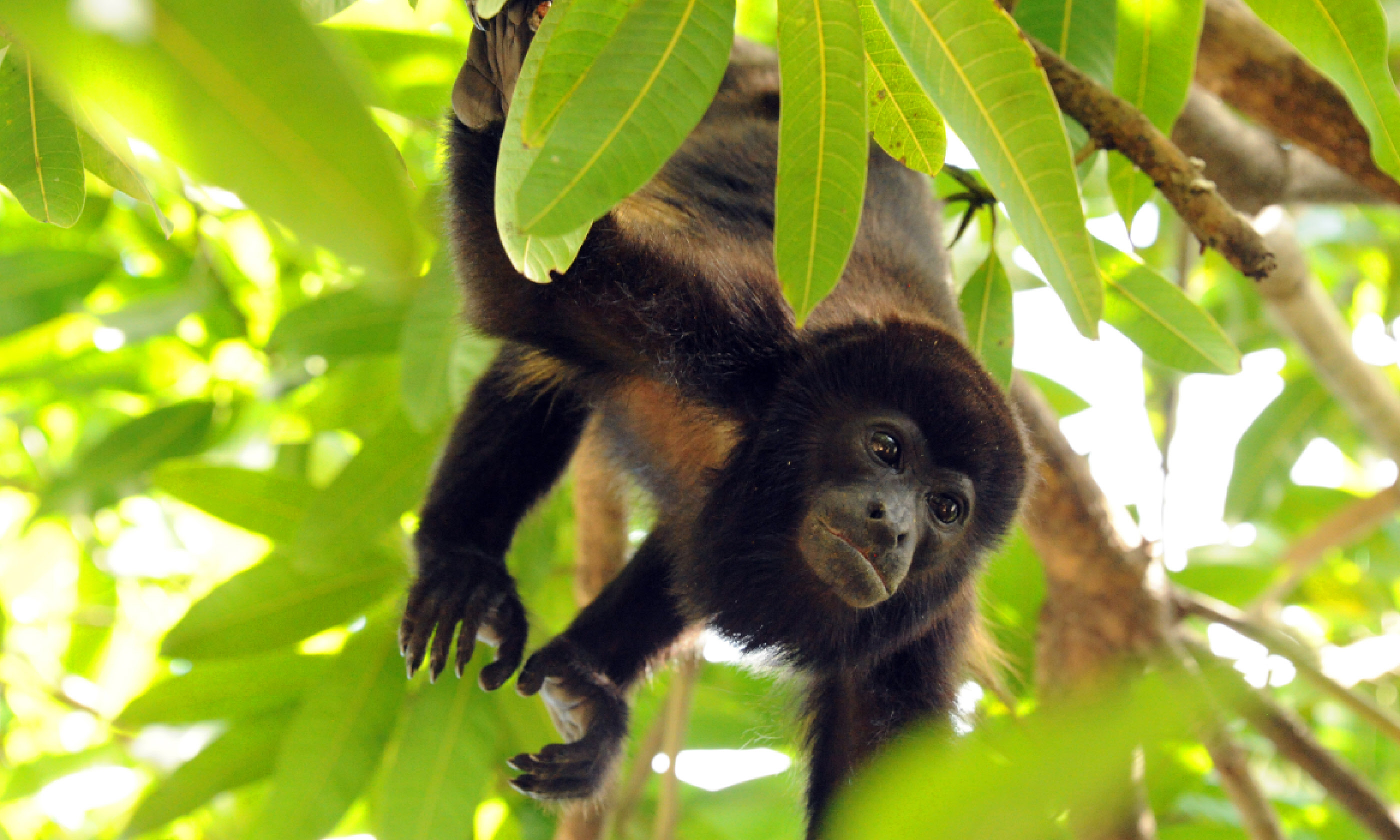 Howler Monkey, Pacific Coast, Costa Rica (Shutterstock)