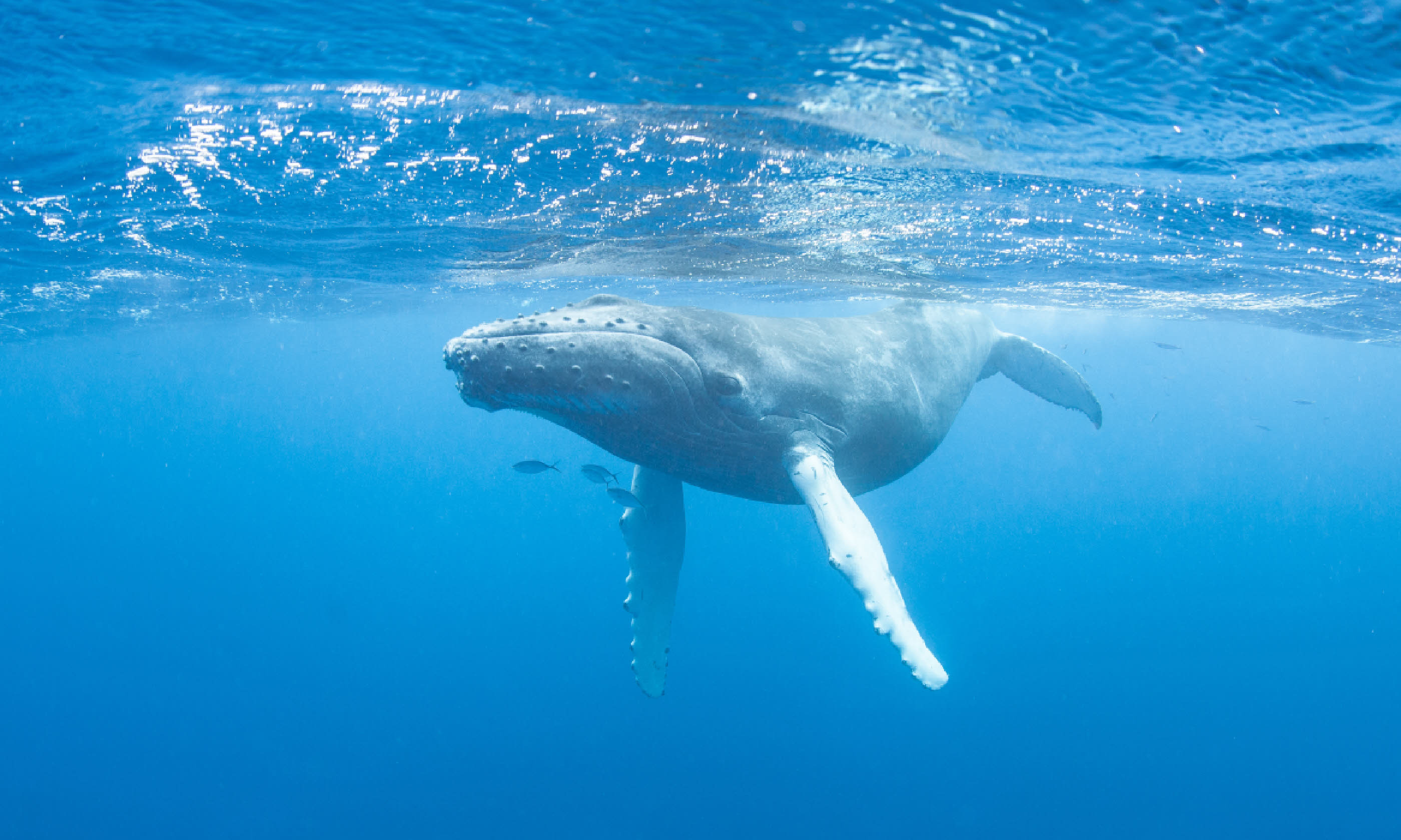 Humpback whale (Shutterstock)