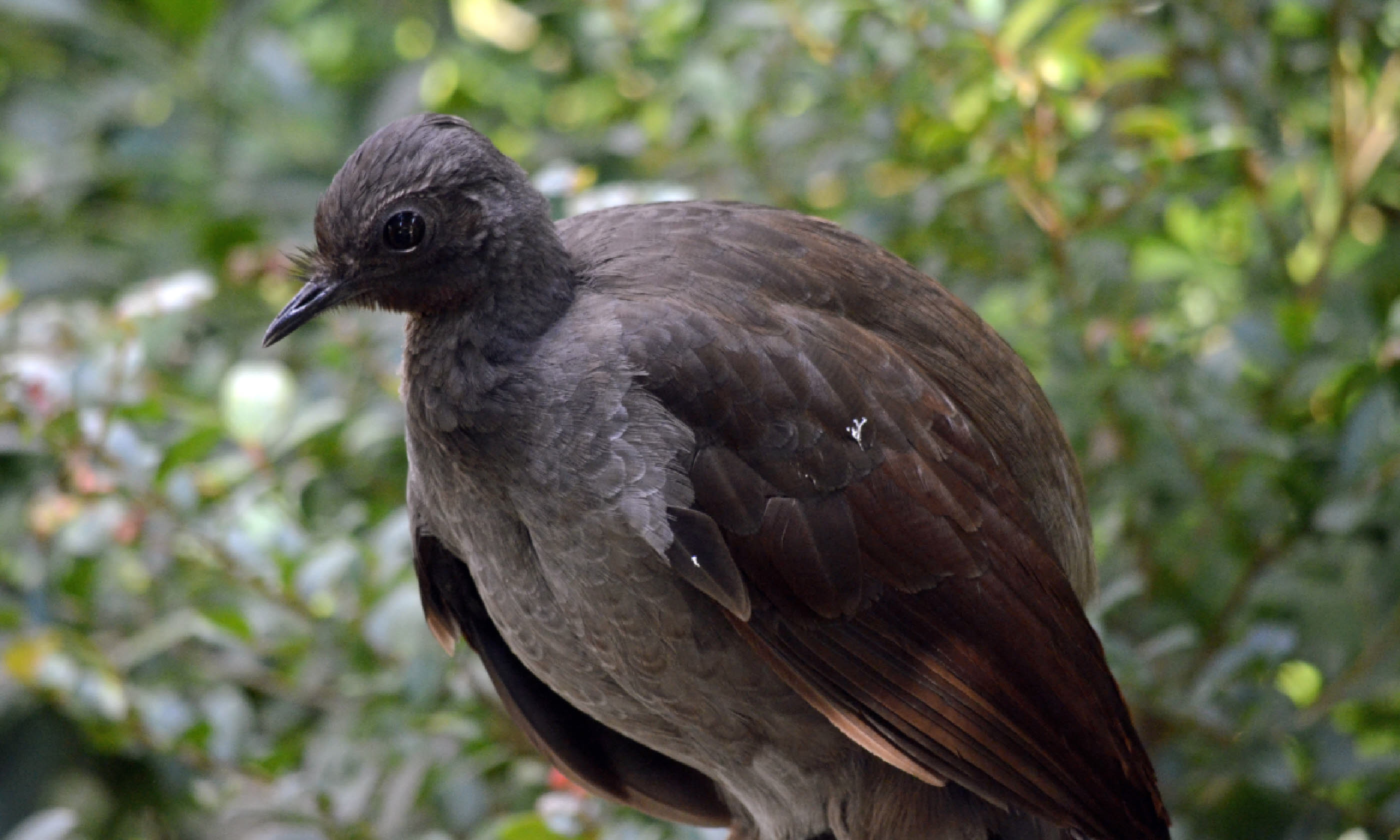 Lyre bird (Shutterstock)