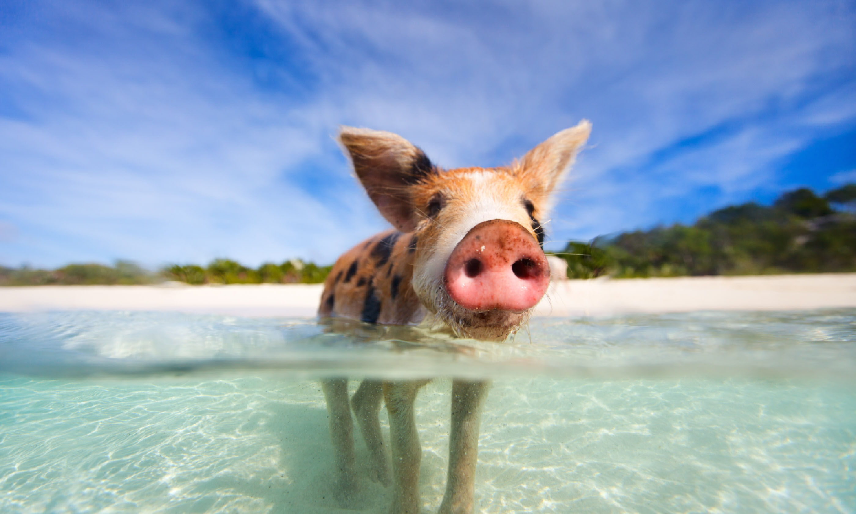 Piglet in the water at Pig Island (Shutterstock: see credit below)