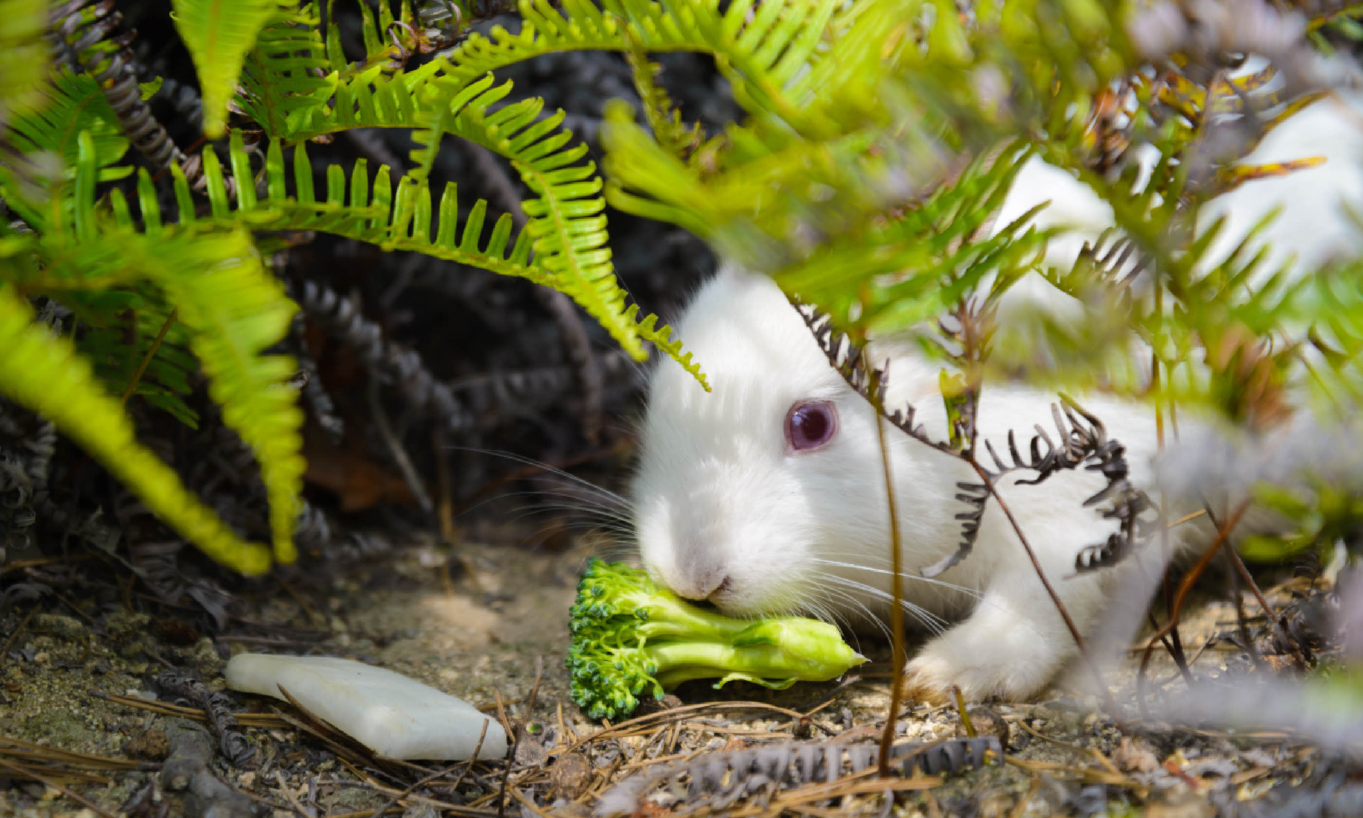 Wild rabbit on Ōkunoshima (Shutterstock)