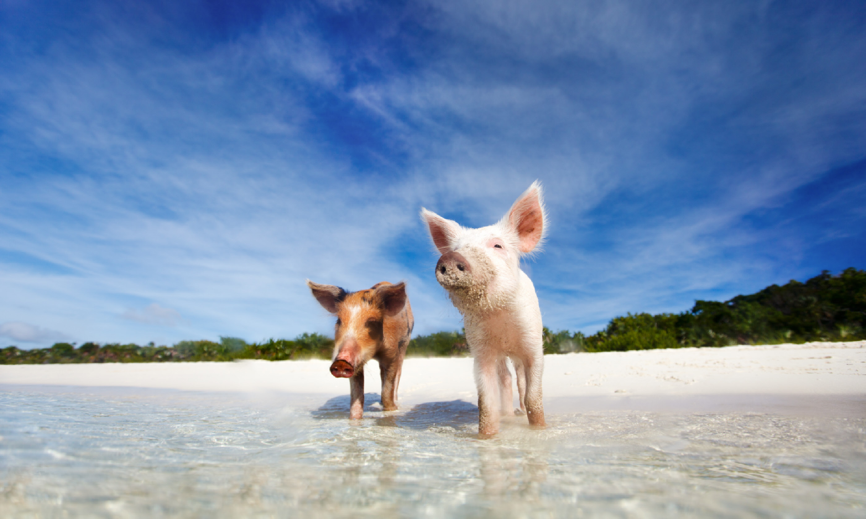 Pig Island (Shutterstock)