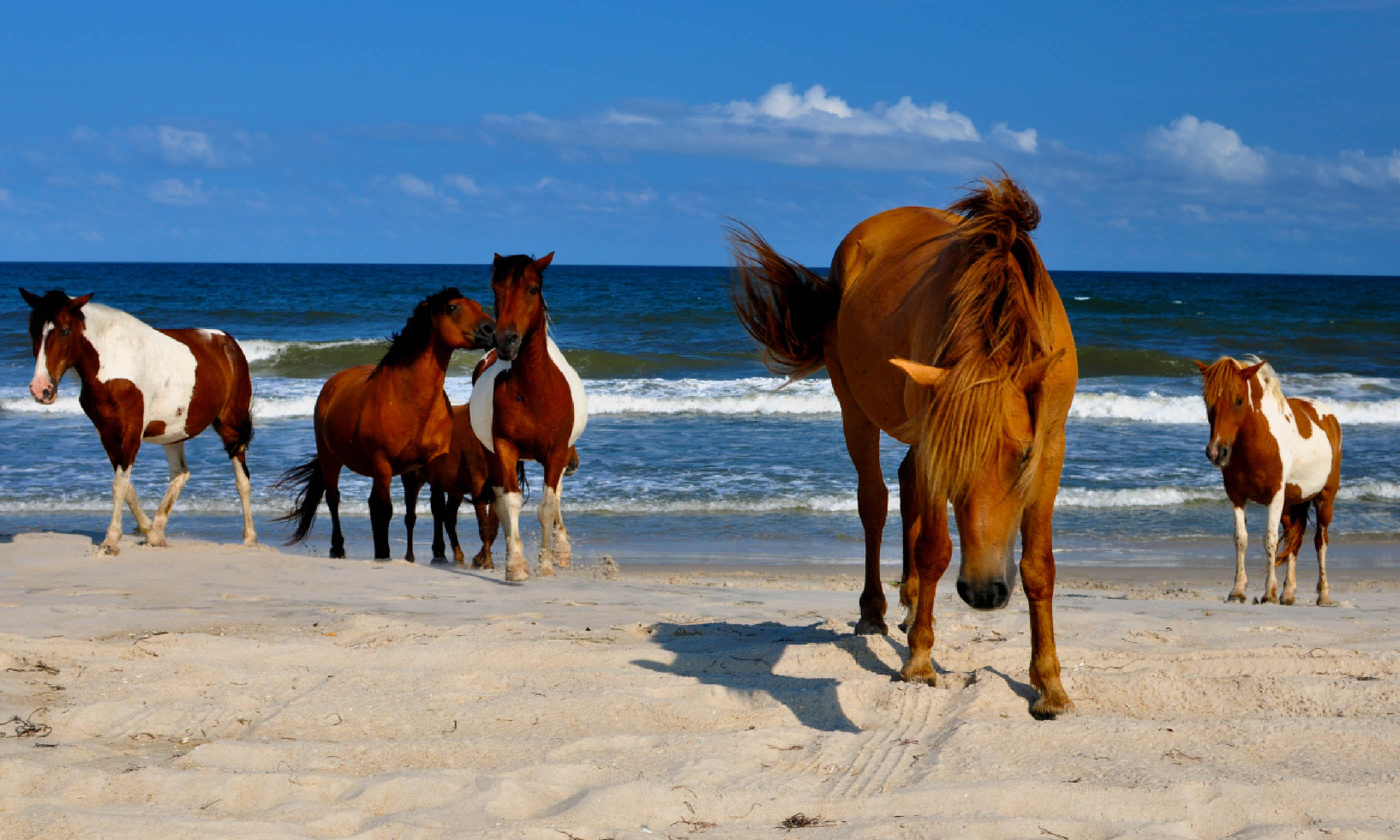 Wild horses of Assateague (Shutterstock)