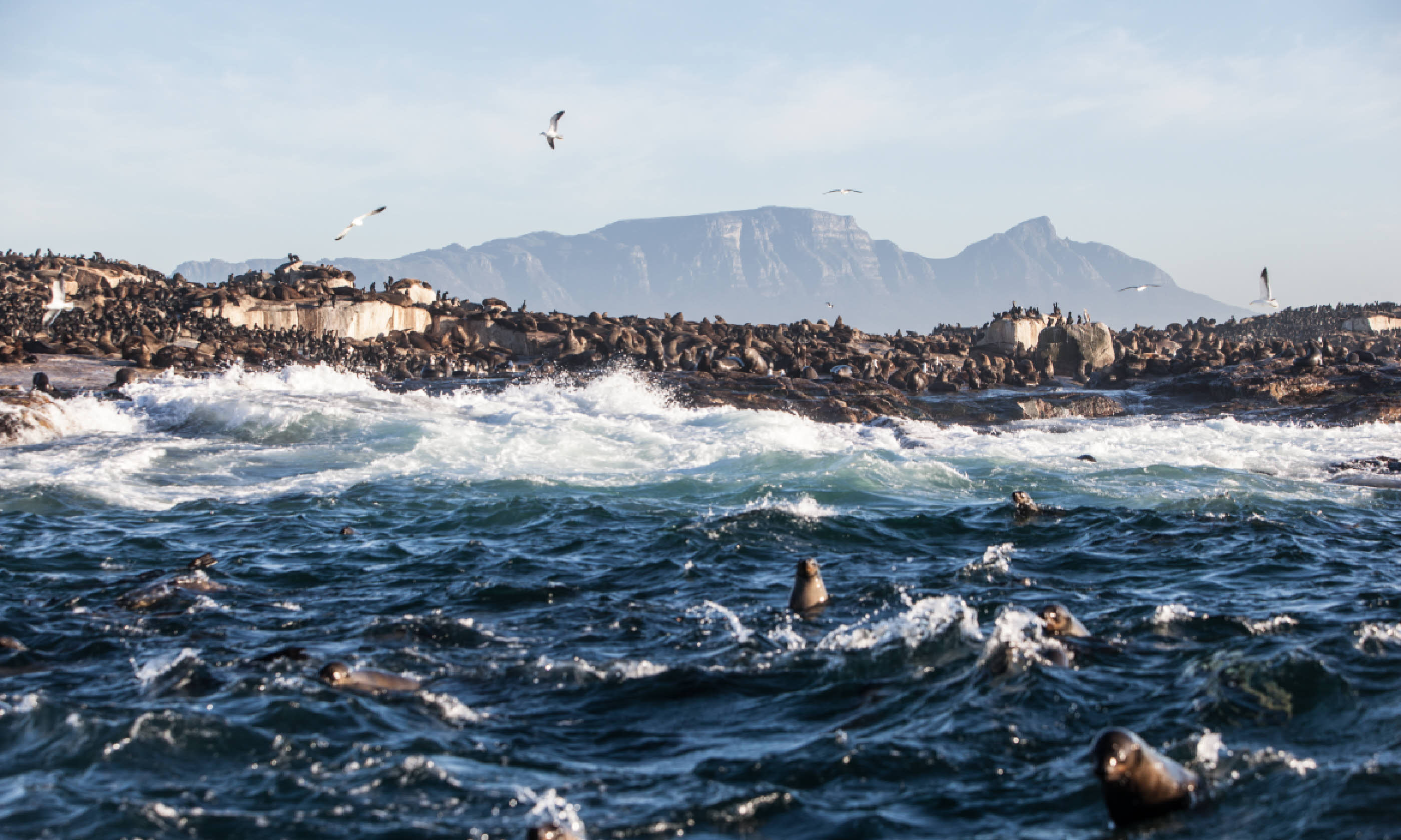 Cape fur seals on Seal Island (Shutterstock)
