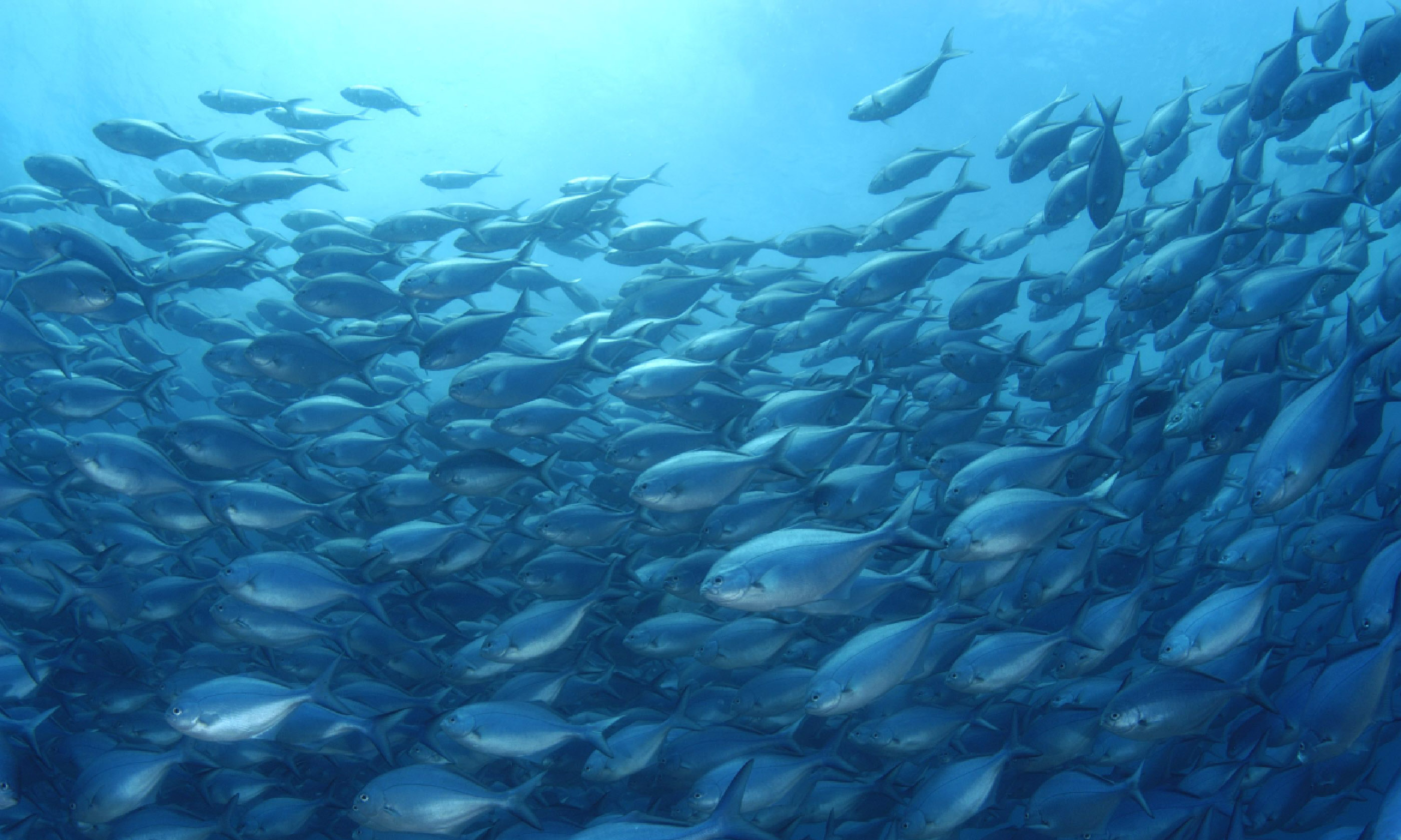 Blue Maomao Poor Knights Islands, New Zealand (Shutterstock)