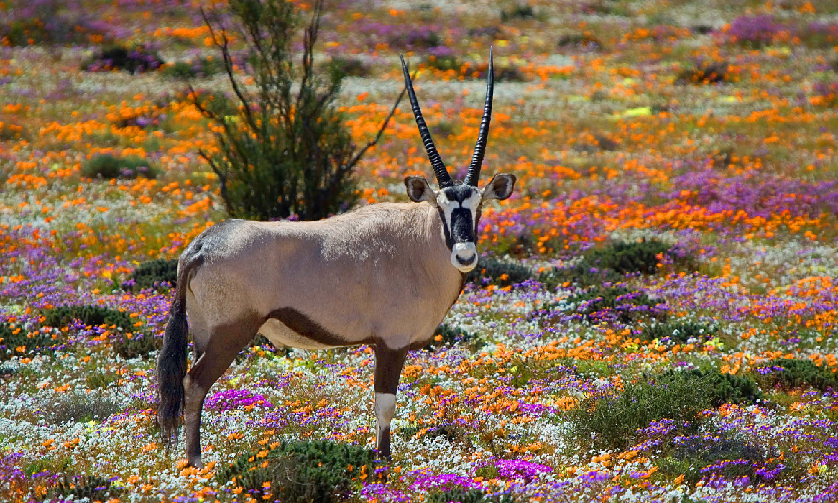 Oryx between flowers, Namaqualand, South Africa (Shutterstock: see credit below)