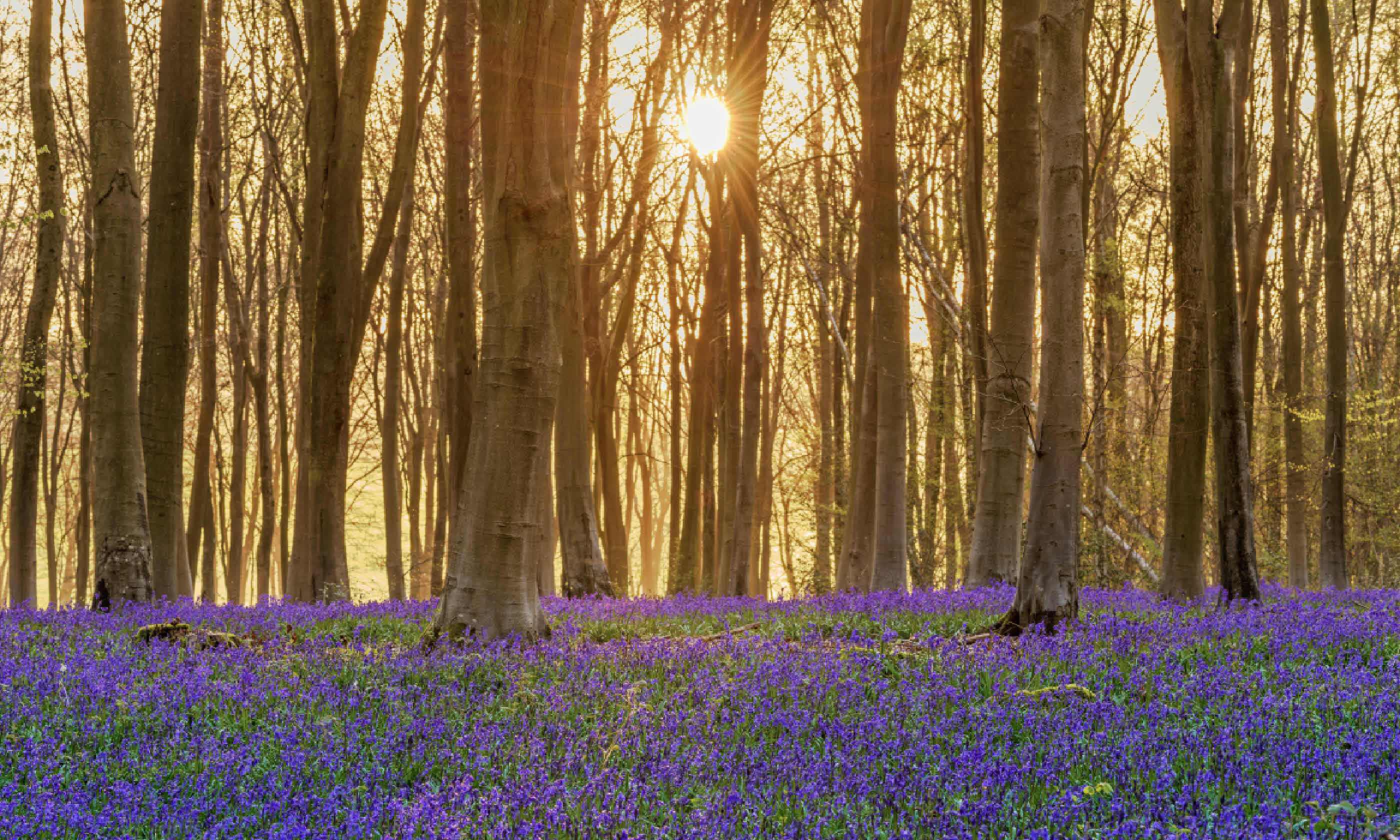 Bluebells in Hampshire, England (Shutterstock)