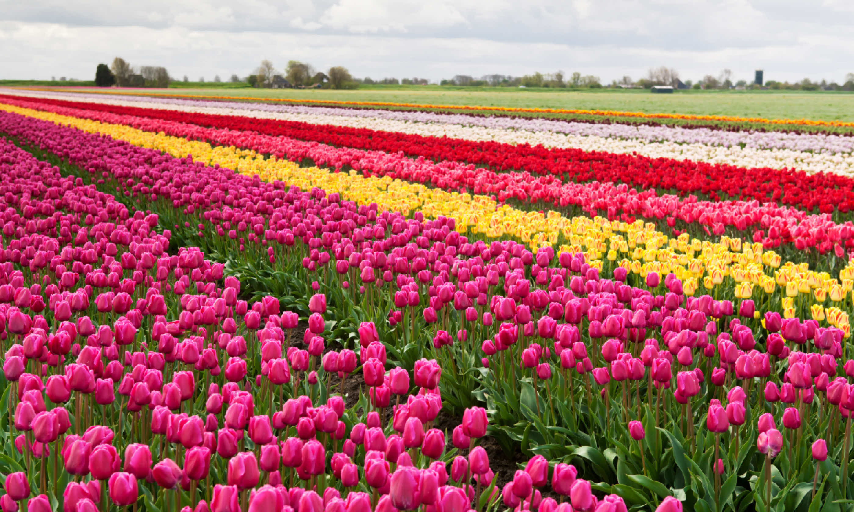 Tulips in the Netherlands (Shutterstock)