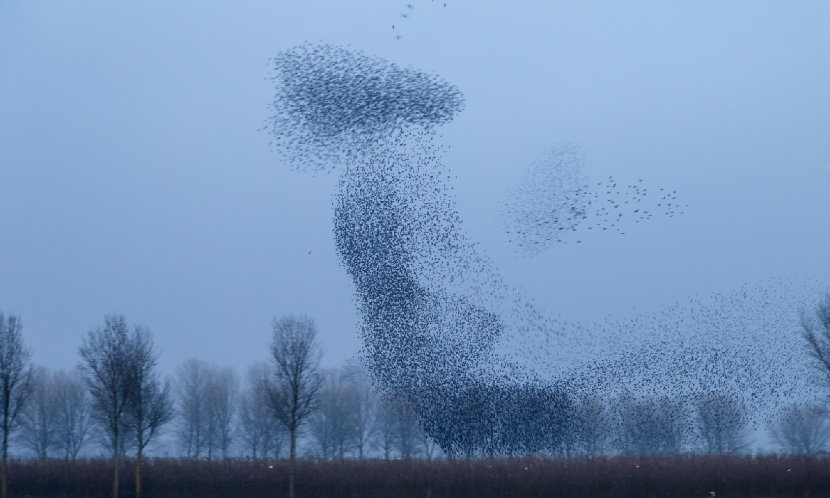 Flock of starlings (Shutterstock)