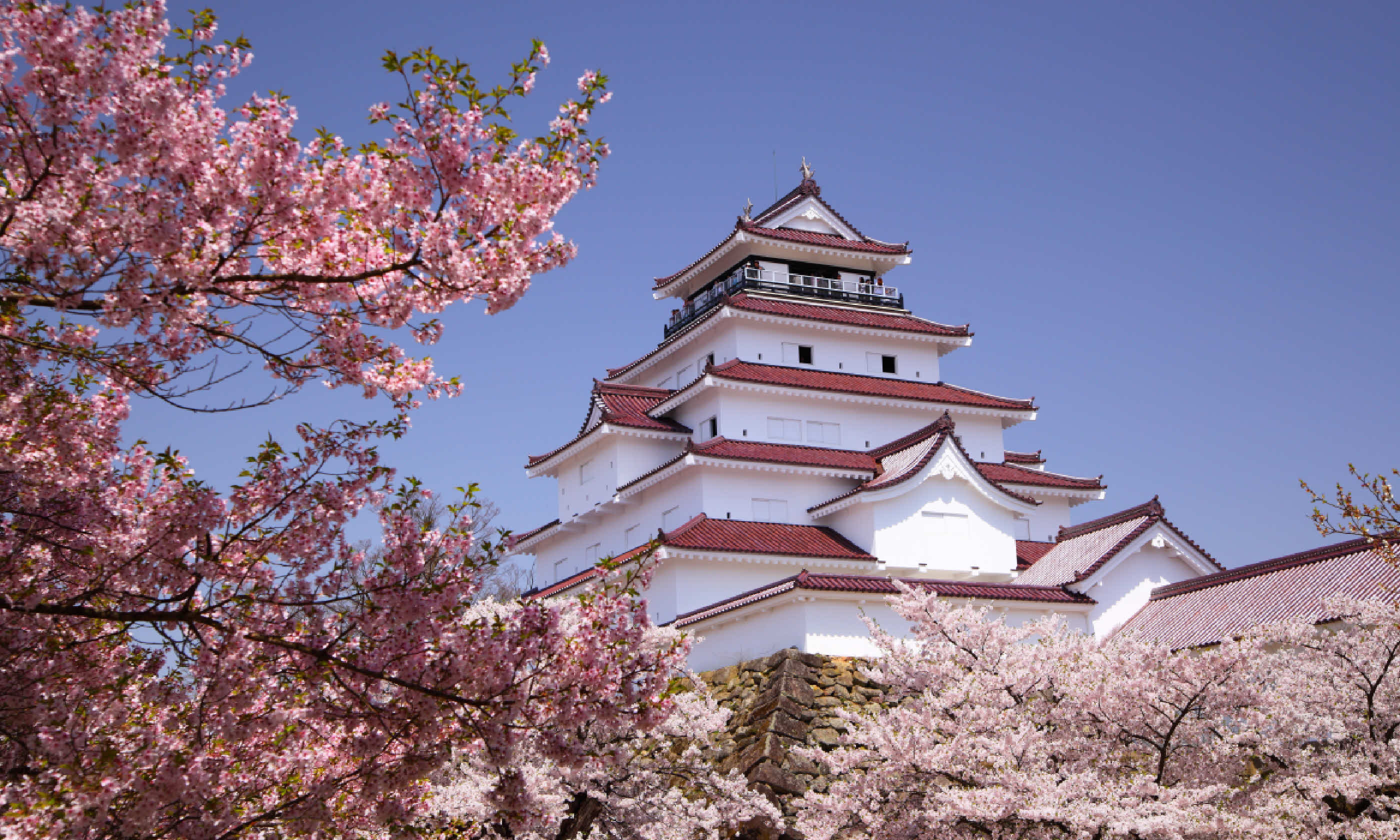 Cherry blossom in Fukushima, Japan (Shutterstock)
