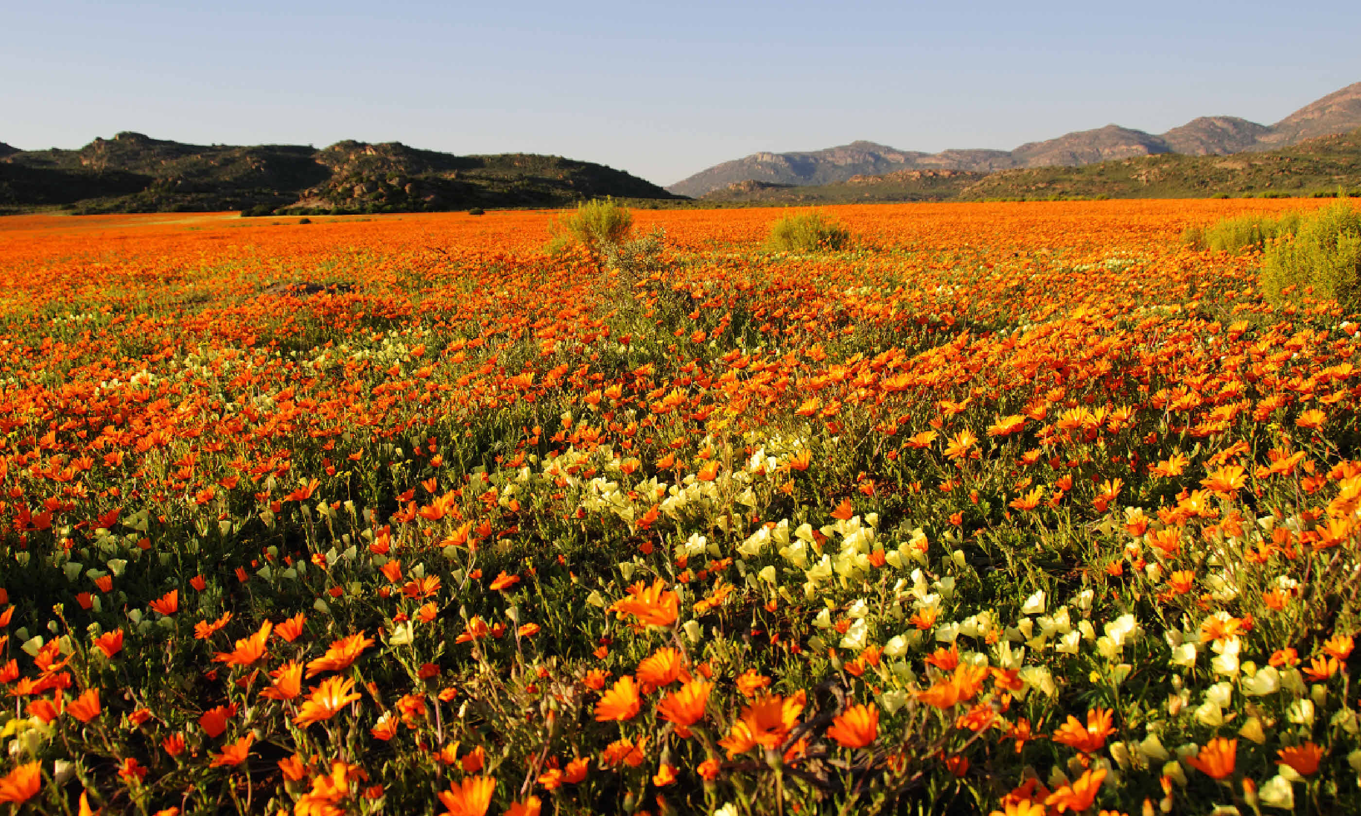 Field of flowers in Namaqualand, South Africa (Shutterstock)