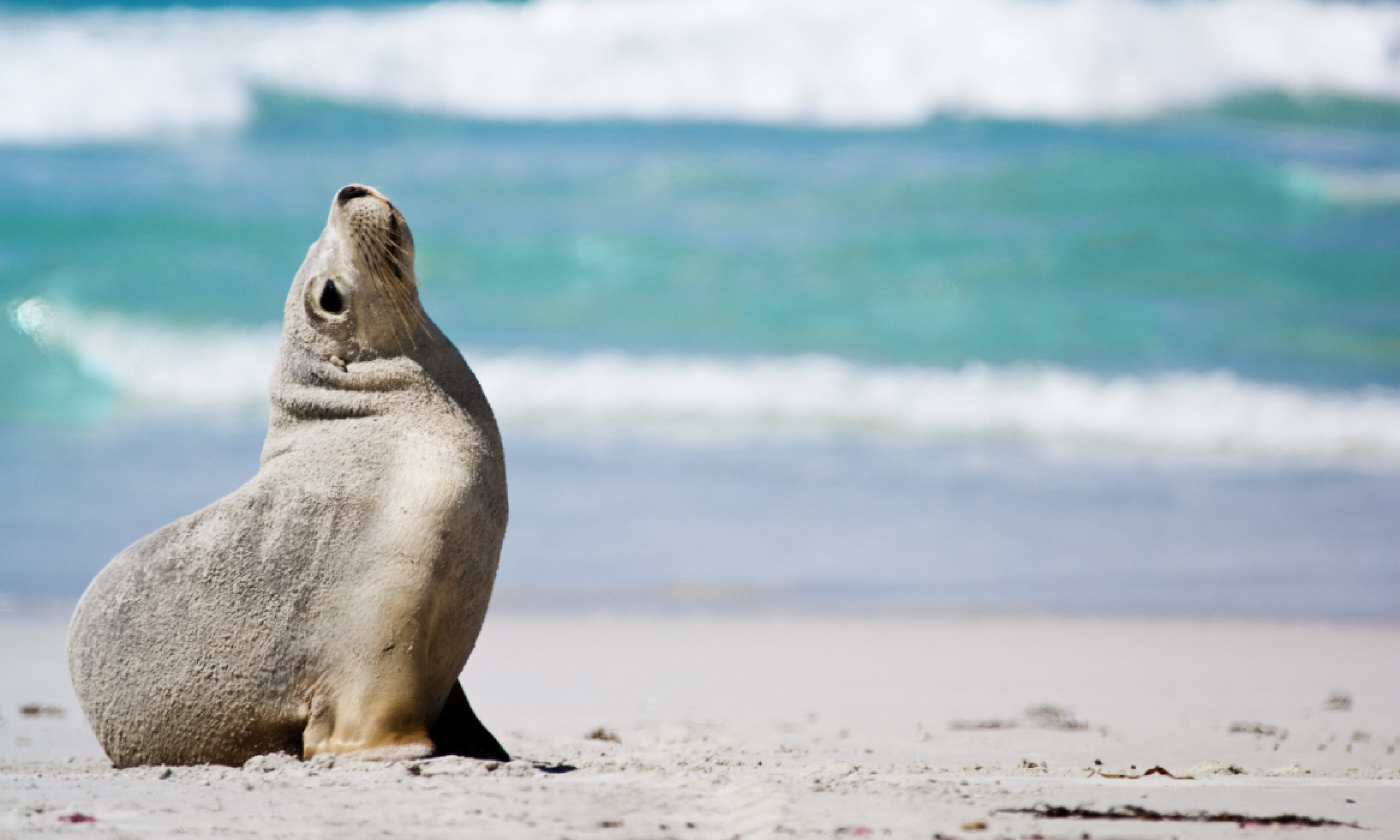 Seal Bay, Kangaroo Island (Shutterstock: see credit below)