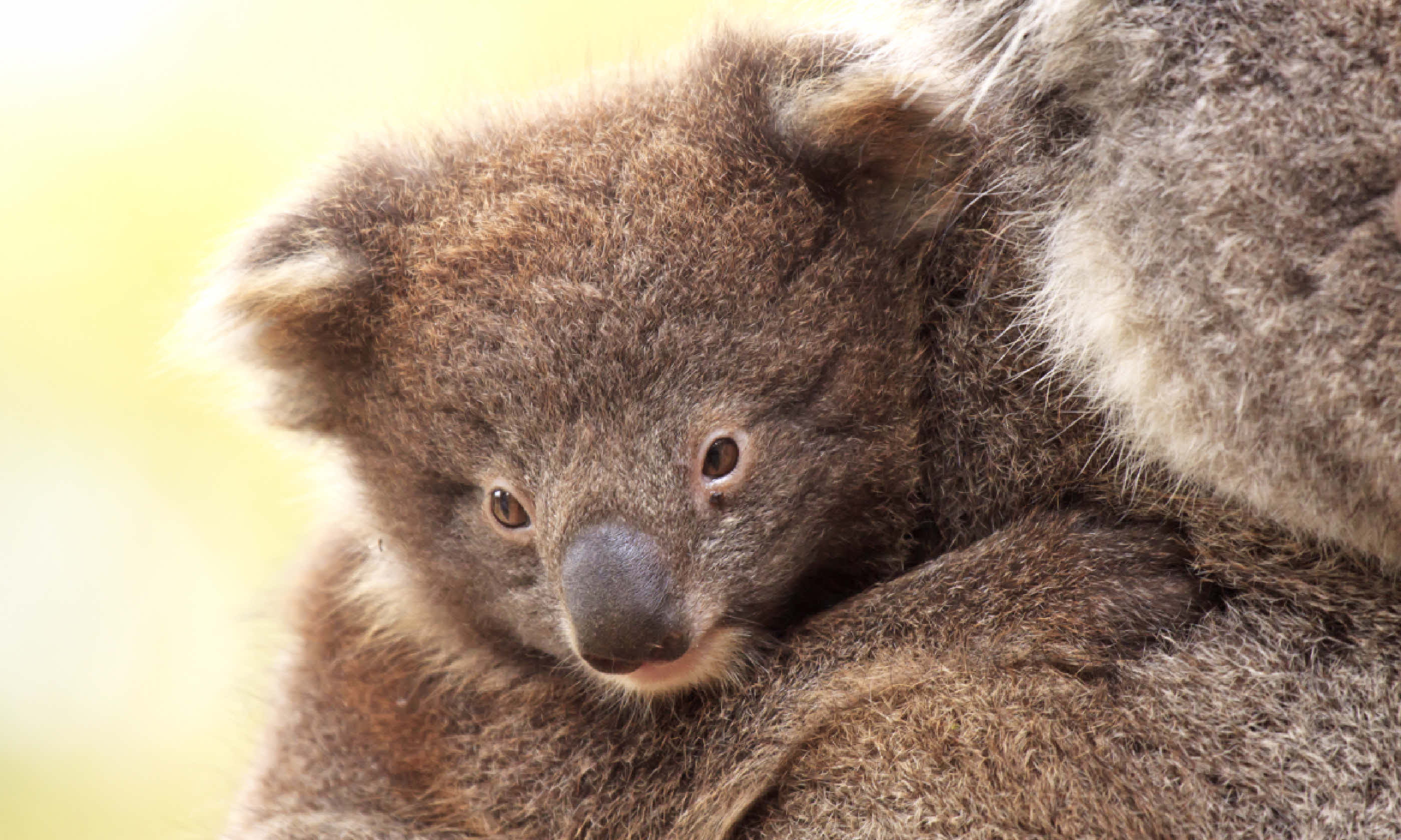 Baby Koala on Mother's Back - Kangaroo Island (Shutterstock)