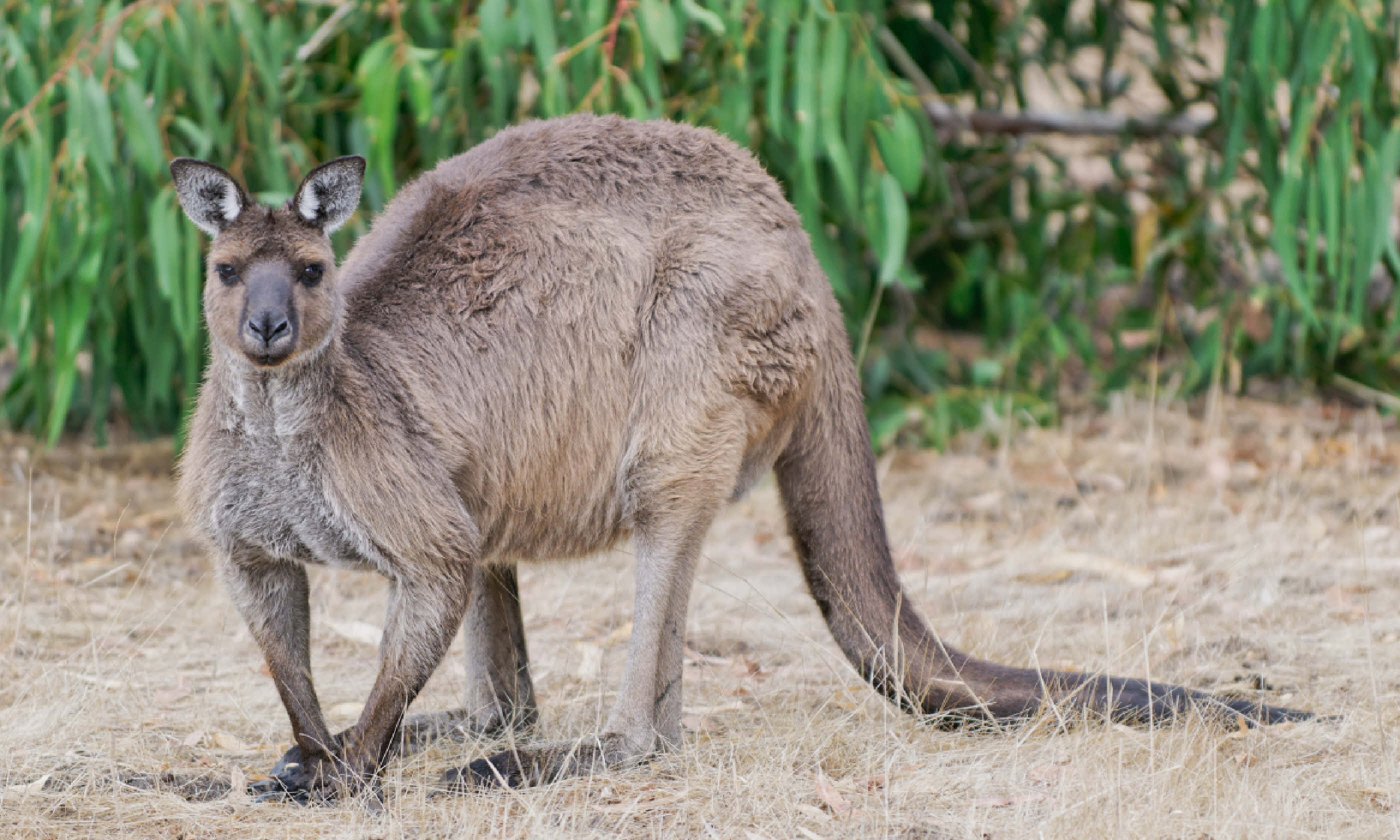 Kangaroo on guard in Hanson Bay on Kangaroo Island (Shutterstock)