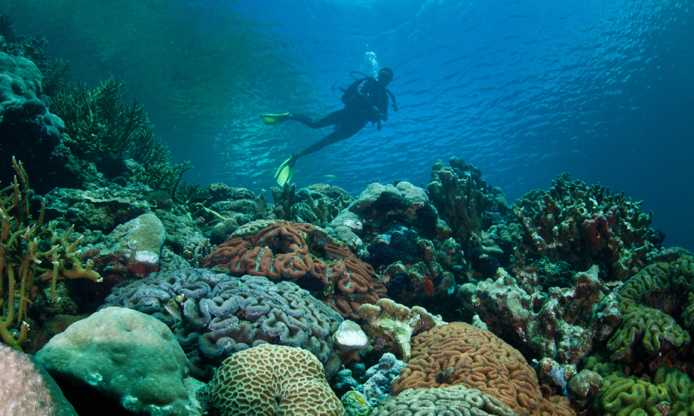 Diver exploring Palau (Shutterstock)