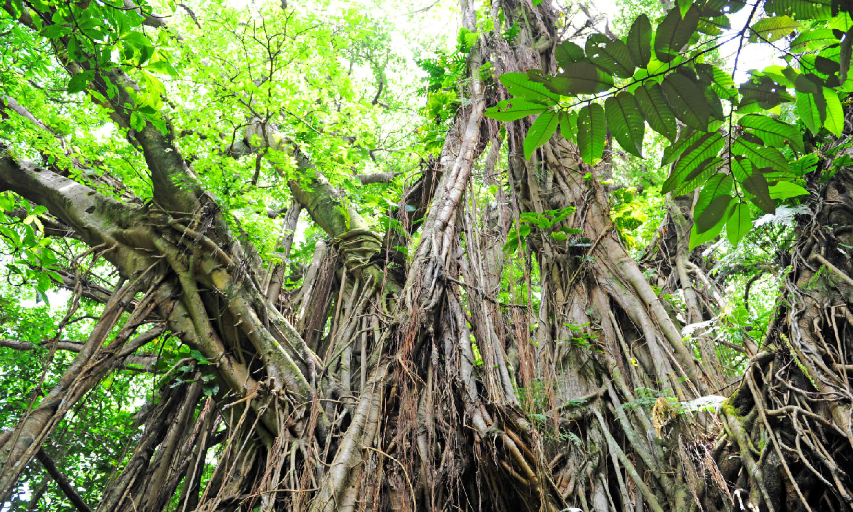Banyan Tree, Tanna, Vanuatu (Shutterstock)