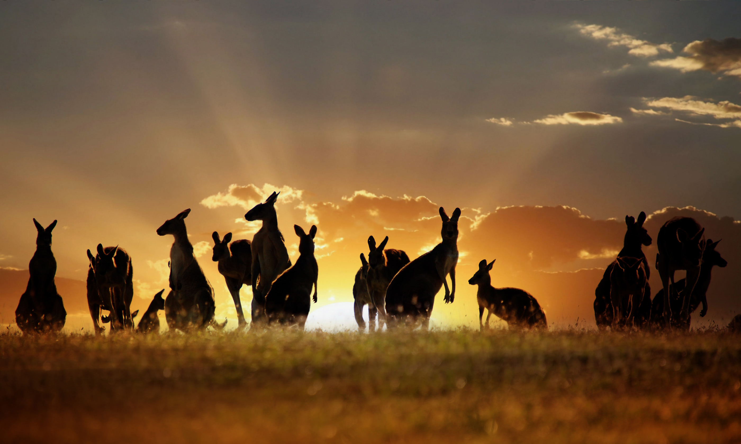 Kangaroos in the outback (Shutterstock: see main credit below)