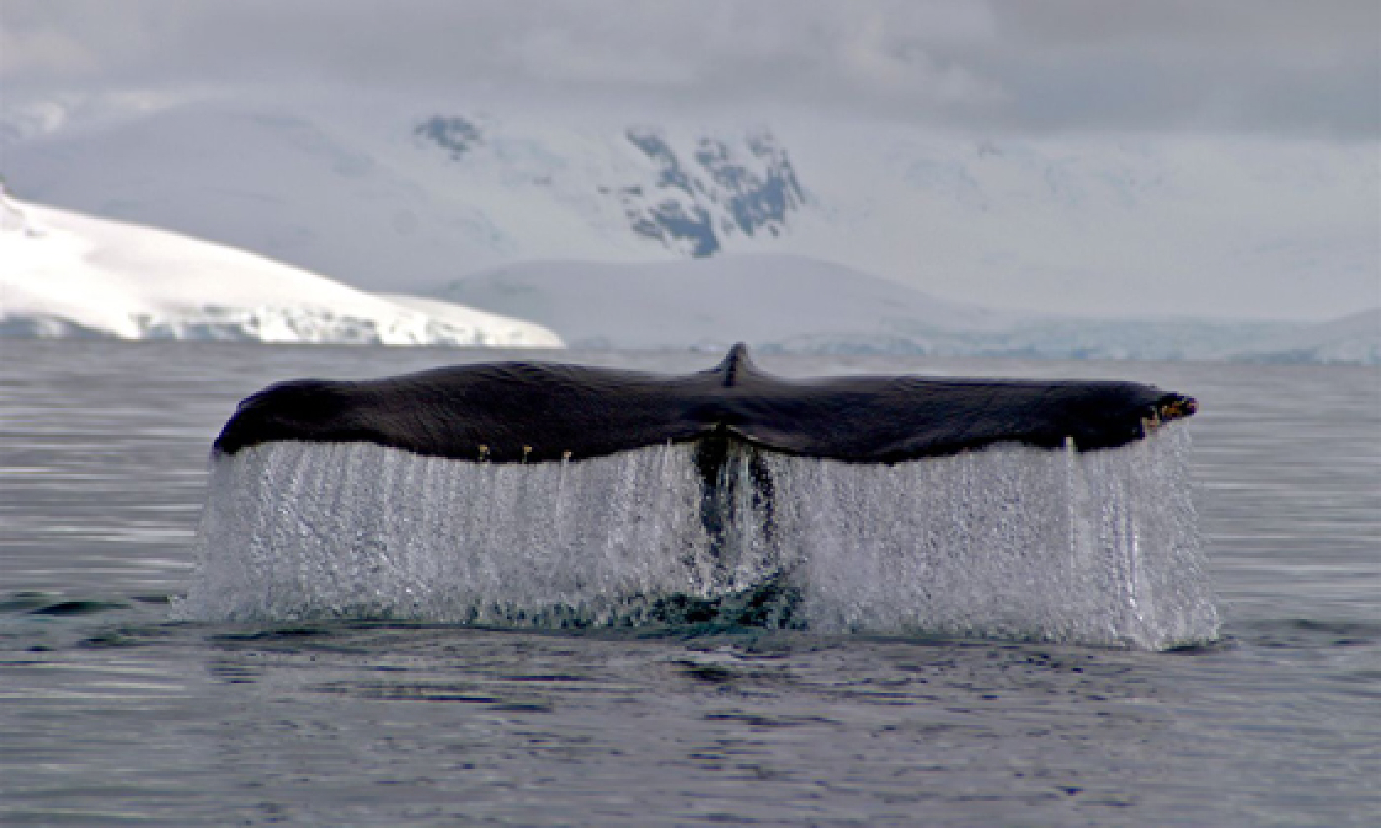 Whale-watching tales (Supplied: Jackie Freshfield)