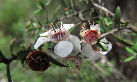 Manuka flowers (Helen Scarr)