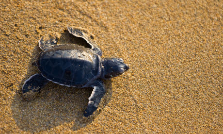 New born loggerhead sea turtle crawling on golden sands (iStock)