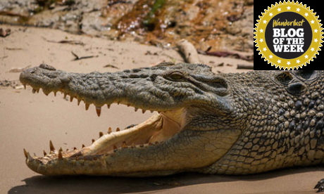 Crocodile (Lauren Mowery)