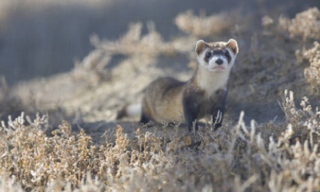This ferret was thought to be extinct (Flickr: USFWS Mountain Prairie)