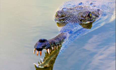 Gharial crocodiles are predominantly found in India's deep rivers (Flickr: shivan)