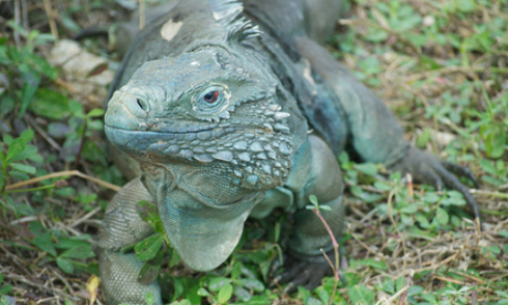 The Cayman Islands' blue iguana is making a comeback (Flickr: pmarkham)