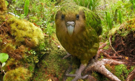 The Kakapo is the world's heaviest parrot (Flickr: jidanchaomian)