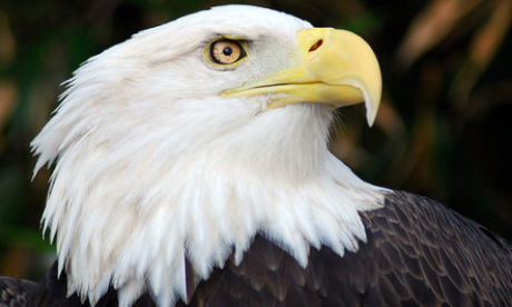 And one for good measure: the bald eagle (Flickr: Pen Waggener)