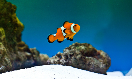Finding Nemo (Anita Ritenour)