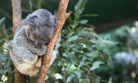 Sleeping koala (Nina Matthews)
