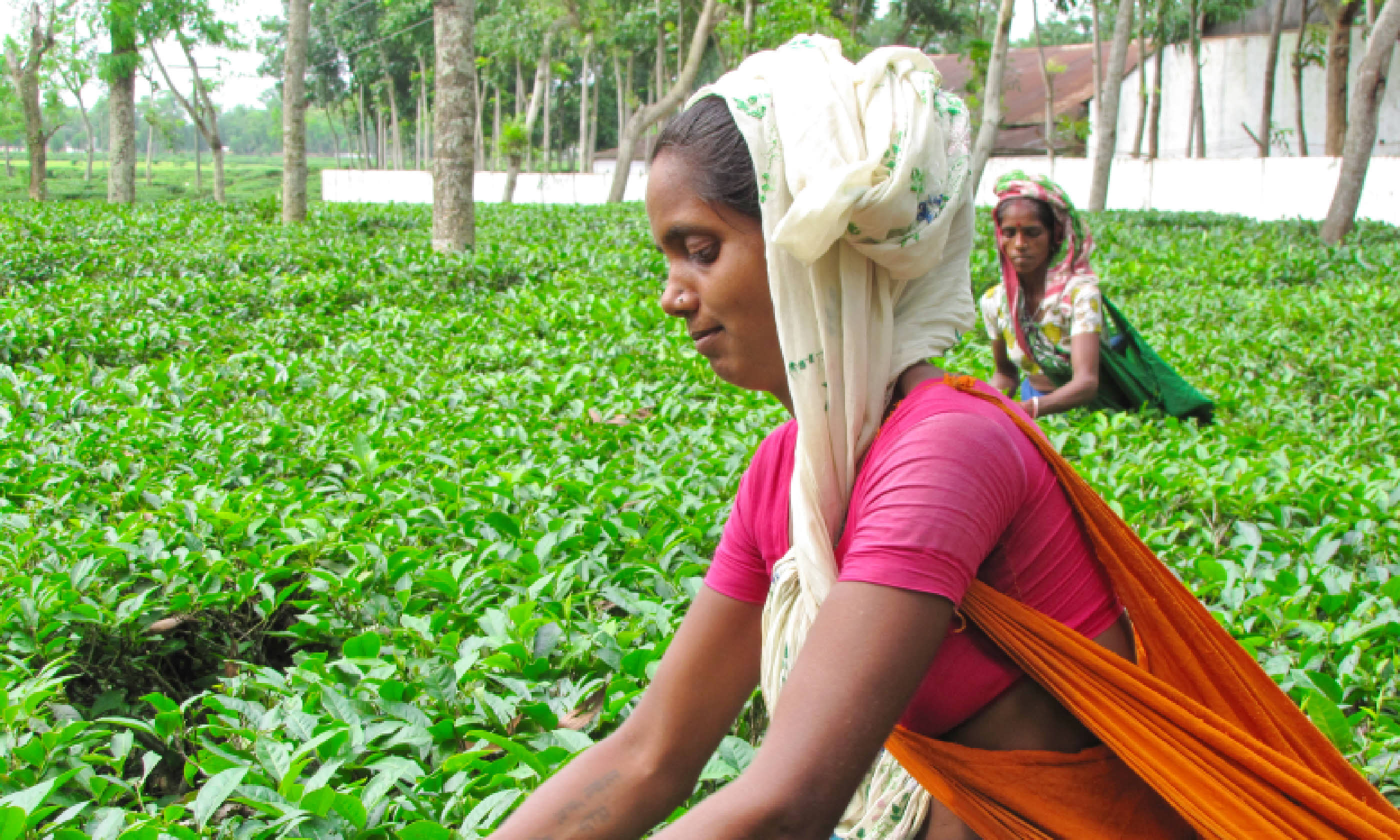 Tea picking in Bangladesh (Shutterstock: see credit below)