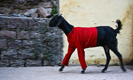 Goat in a jumper (9avin)