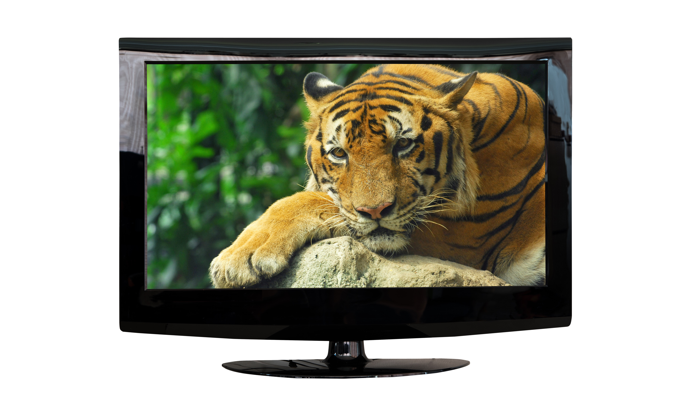 Tiger on TV (Shutterstock.com. See main credit below)