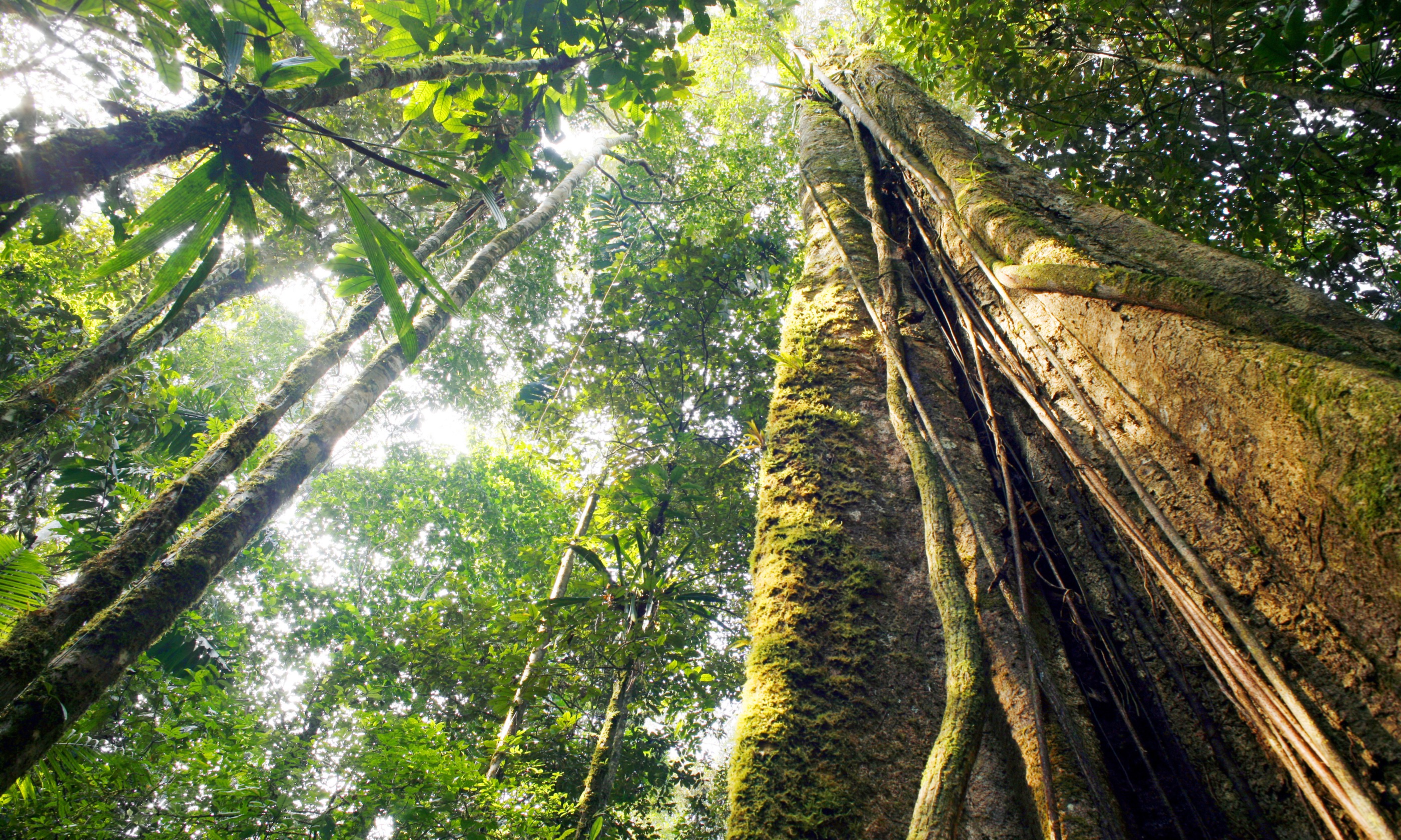 Giant rainforest tree, Ecuador (Shutterstock.com)