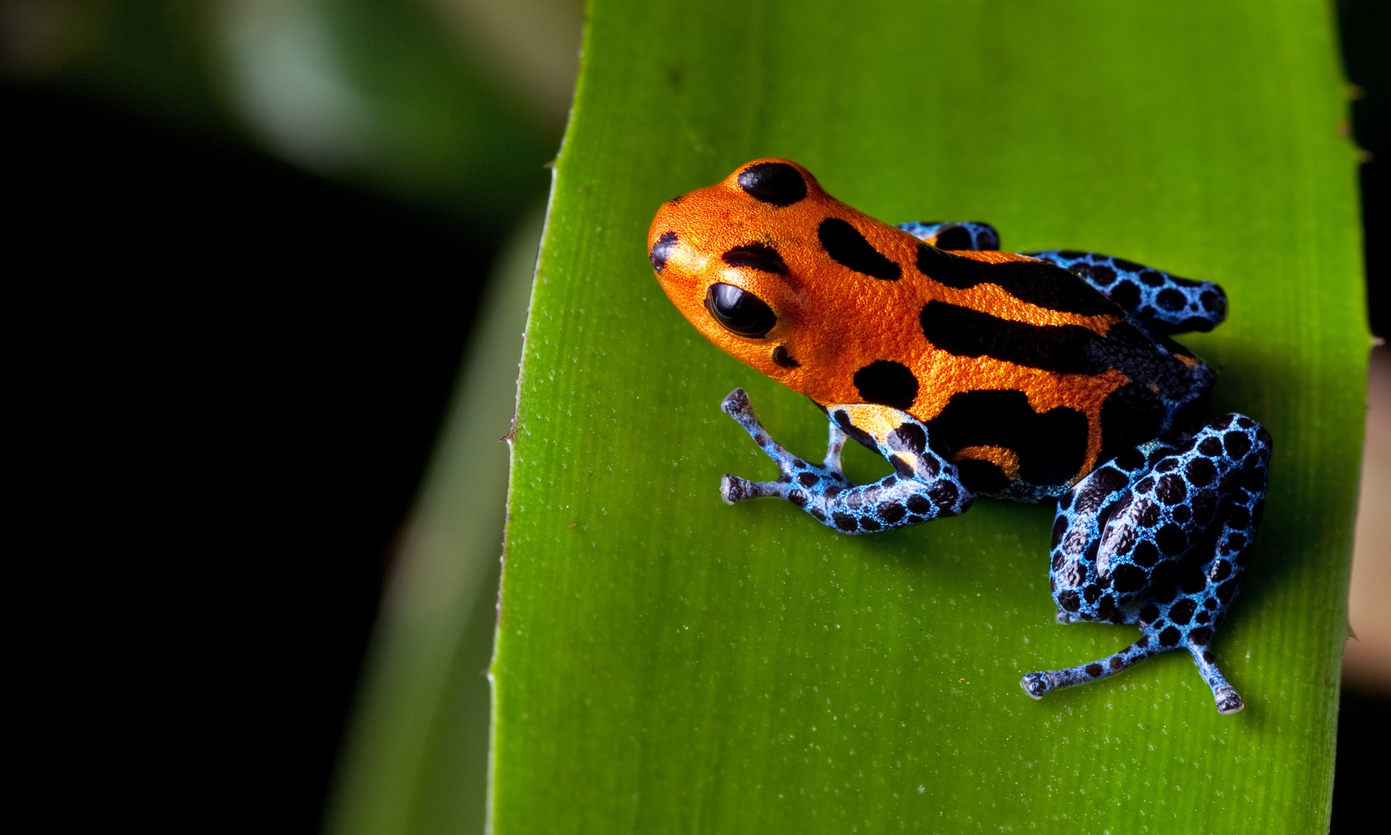 http://www.shutterstock.com/pic-88805893/stock-photo-red-striped-poison-dart-frog-blue-legs-of-amazon-rain-forest-in-peru-poisonous-animal-of-tropical.html