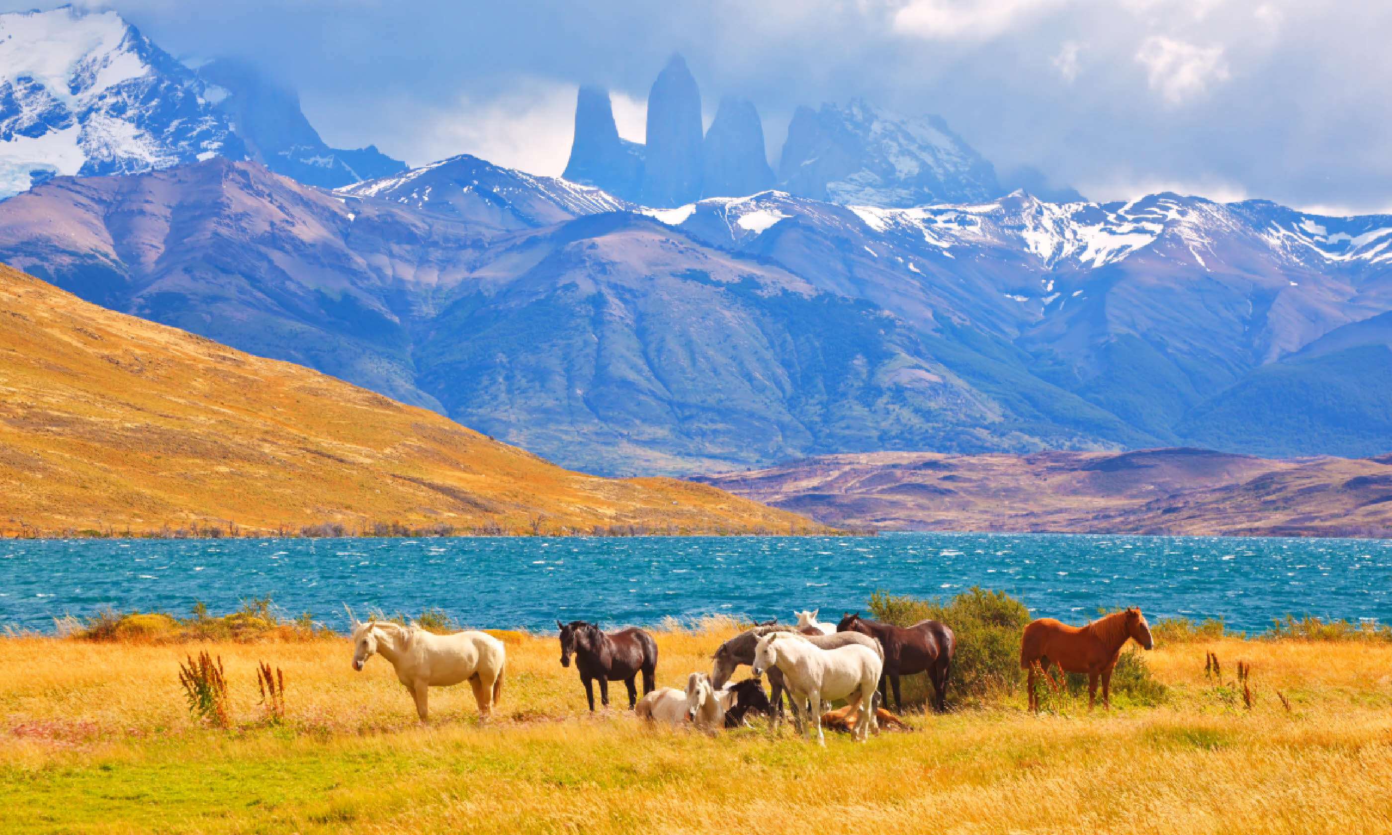 Horses and Torres del Paine (Shutterstock)