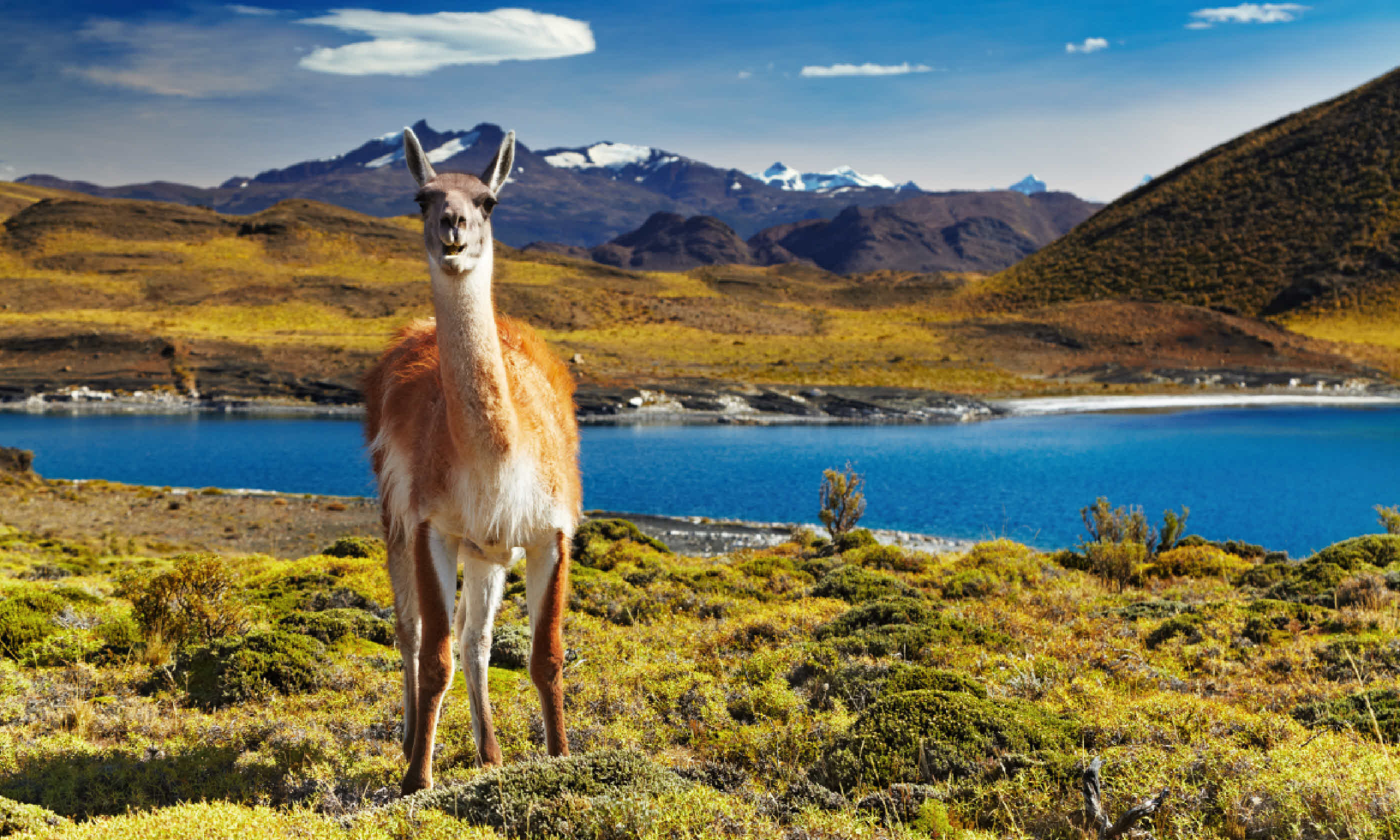 Guanaco in Torres del Paine National Park (Shutterstock)