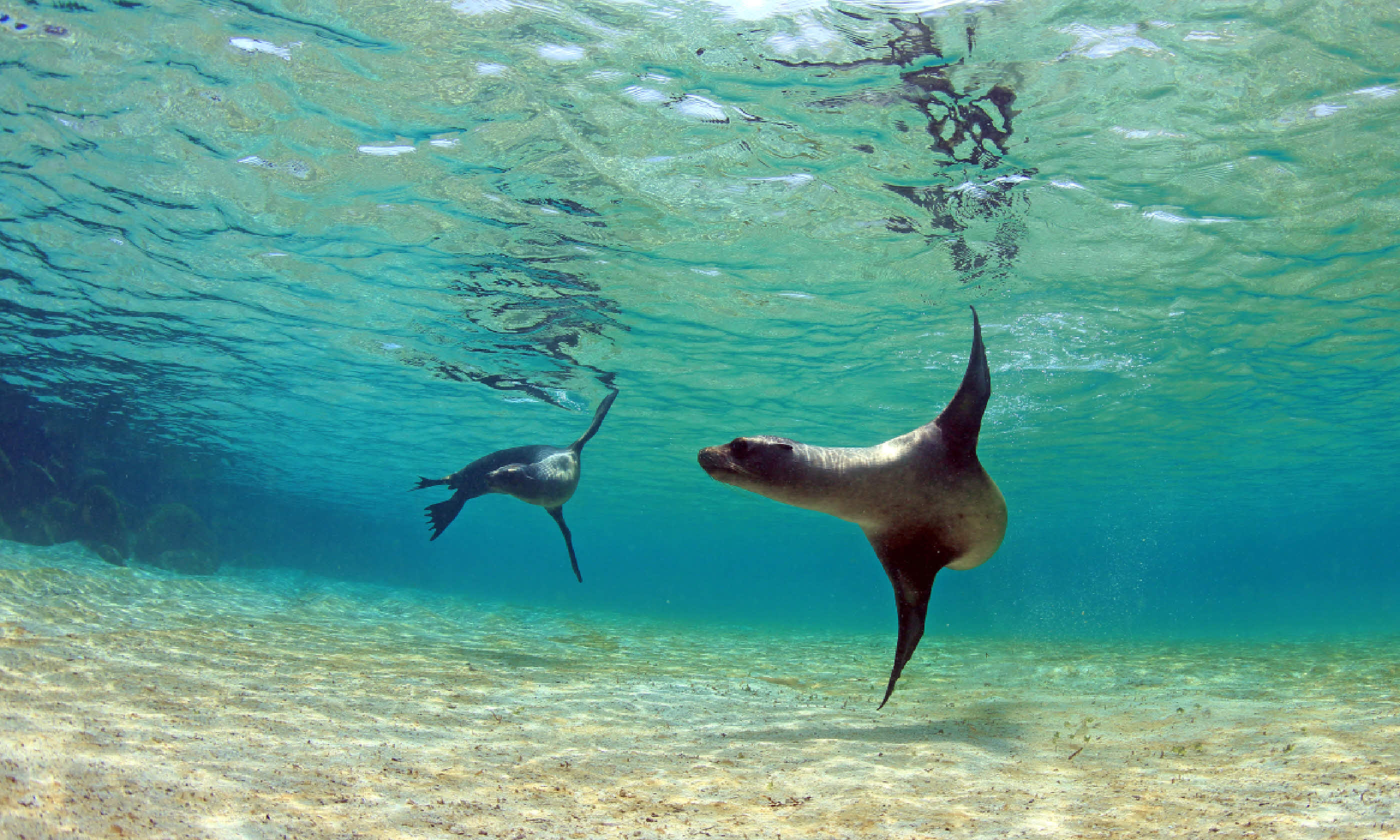 Sea lions in the Galapagos Islands (Shutterstock)