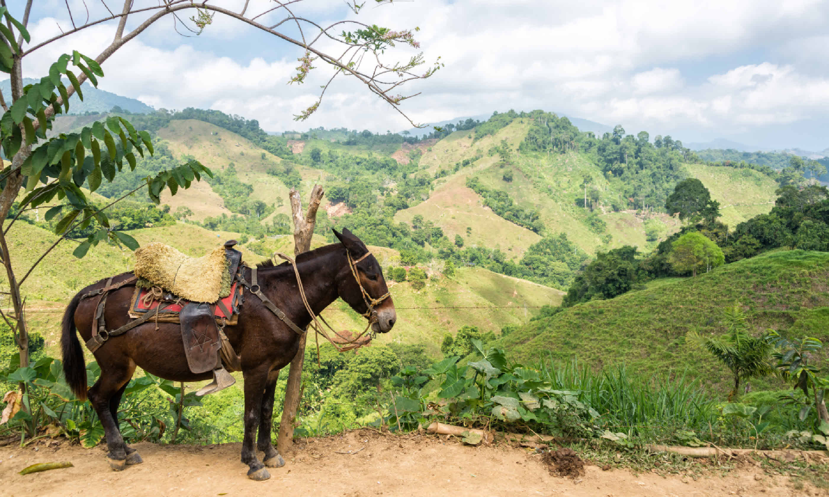 Donkey in Santa Marta (Shutterstock)