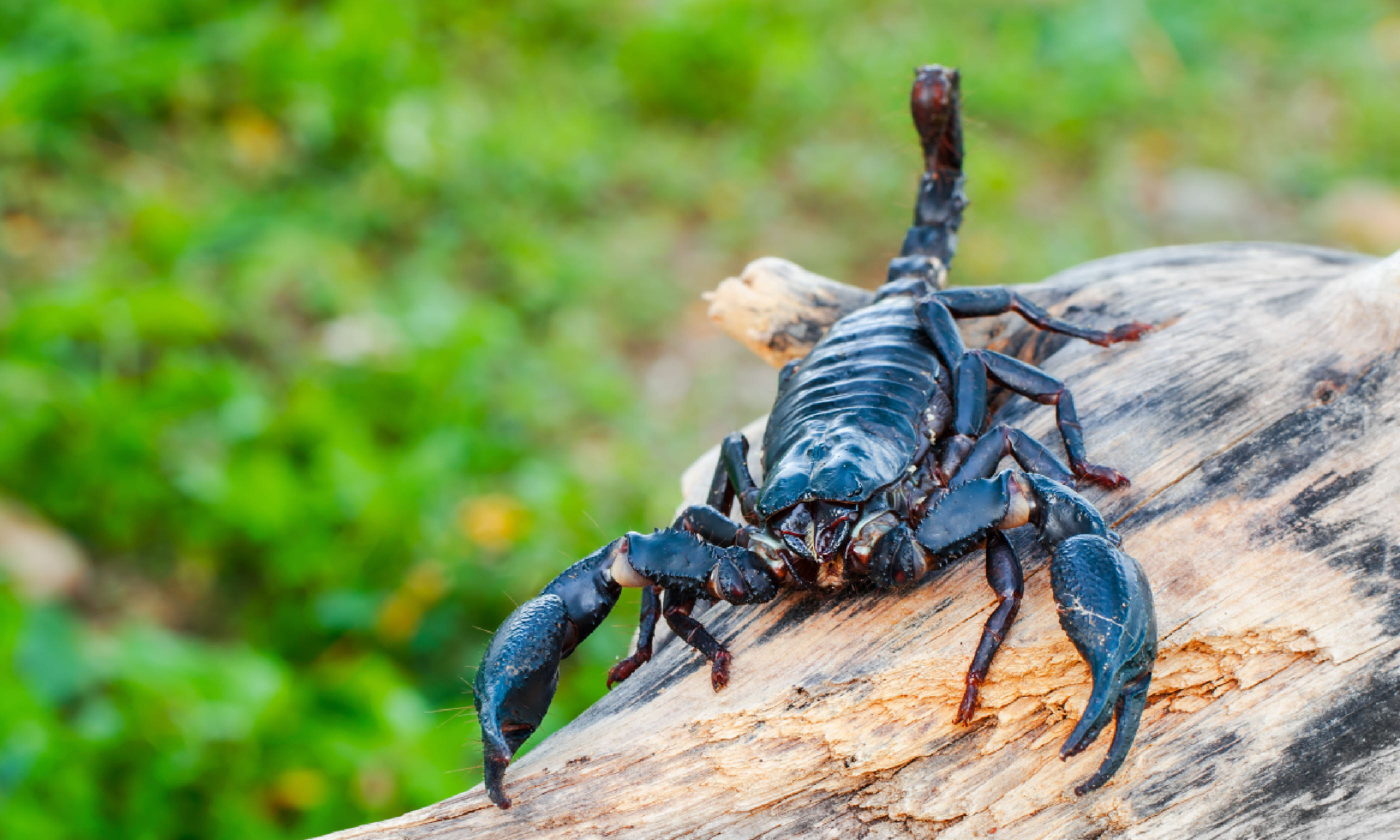 Scorpion Pandinus imperator (Shutterstock)