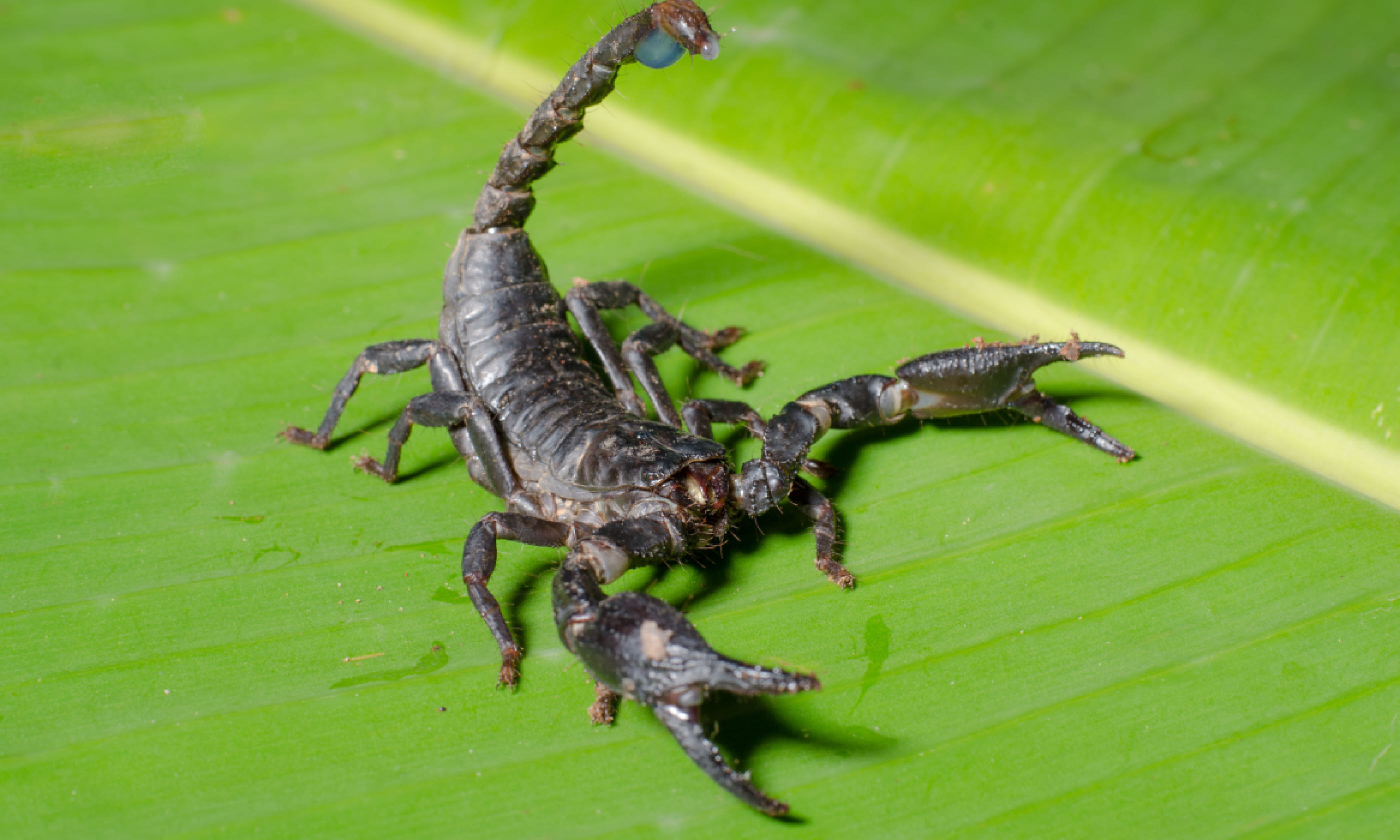Scorpion Pandinus imperator (Shutterstock)