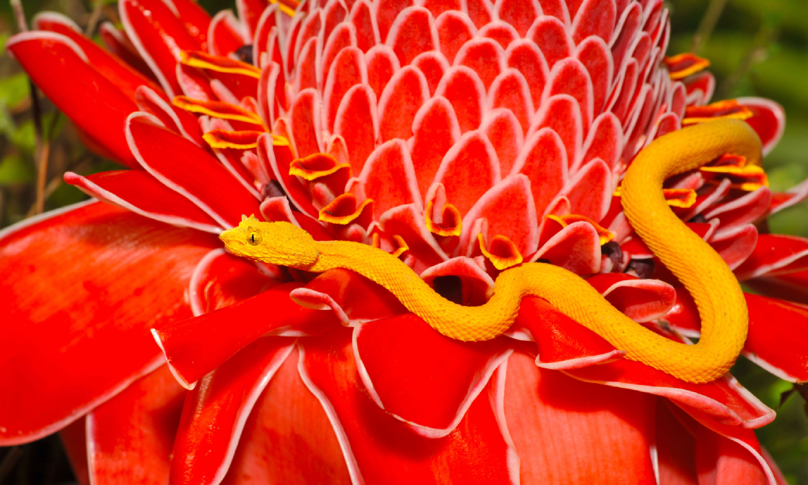 Venomous yellow eyelash pit viper (Shutterstock)