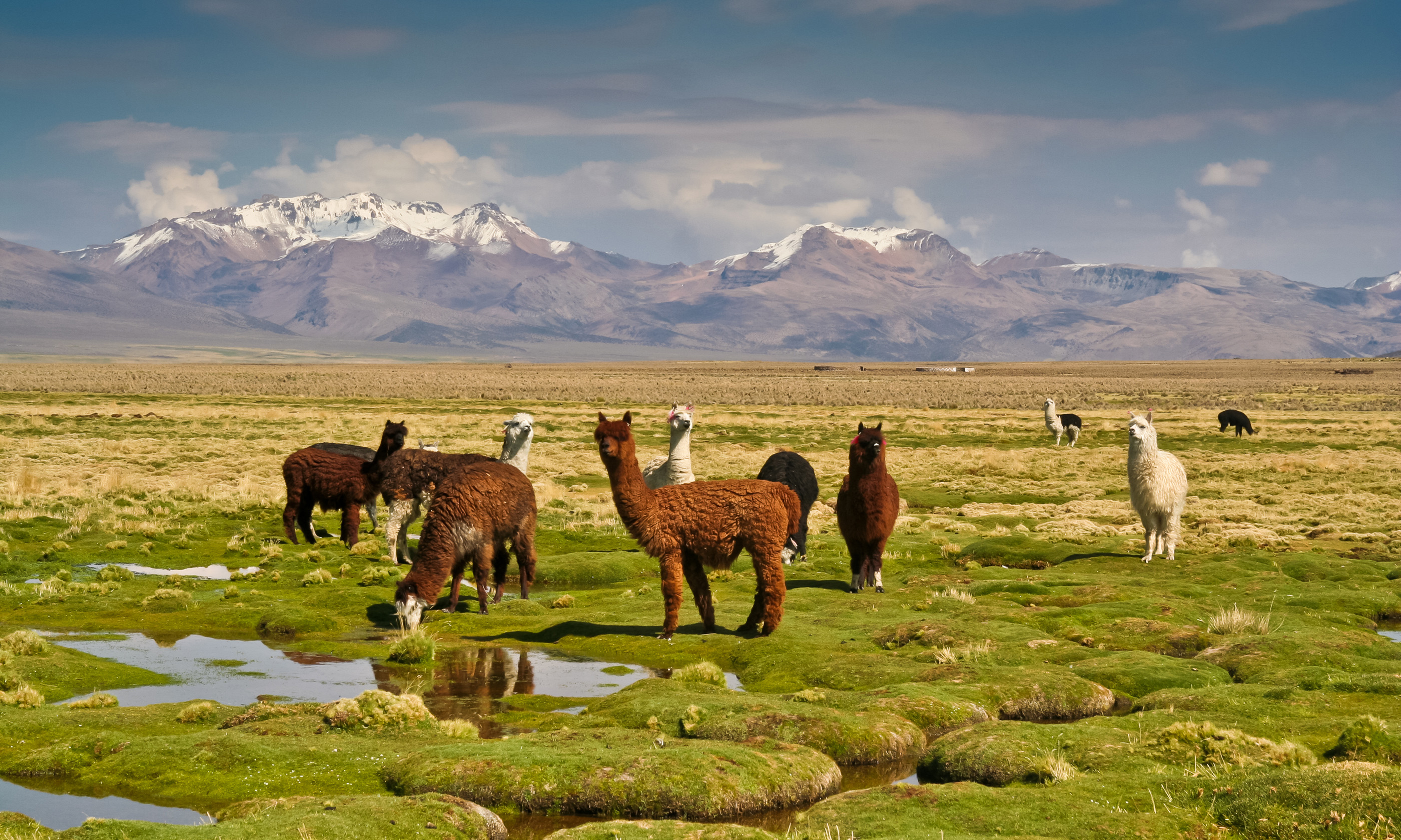 Llamas on grassy Bolivian altiplano (Shutterstock: see main credit below)