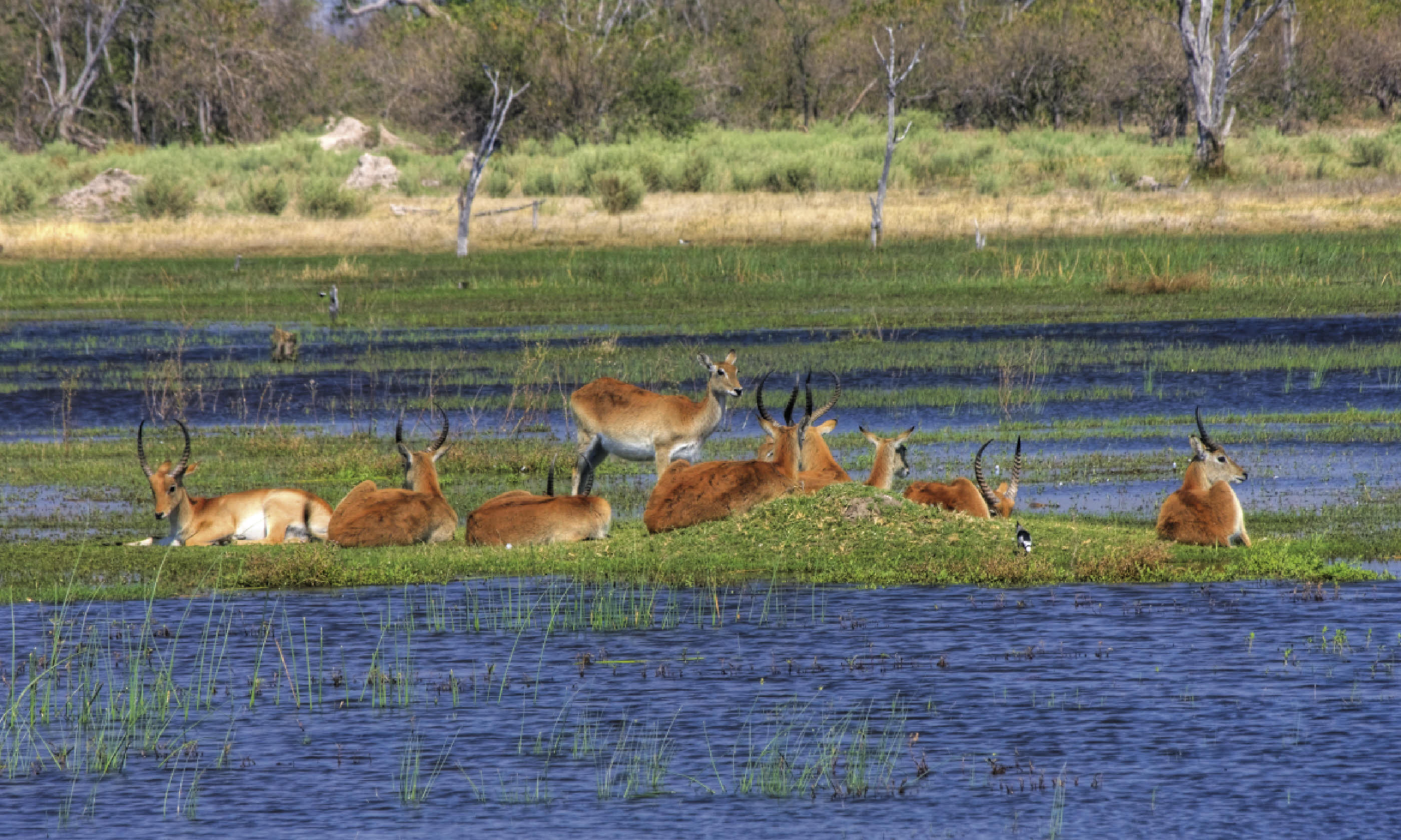 Antelopes lechwe (Shutterstock)