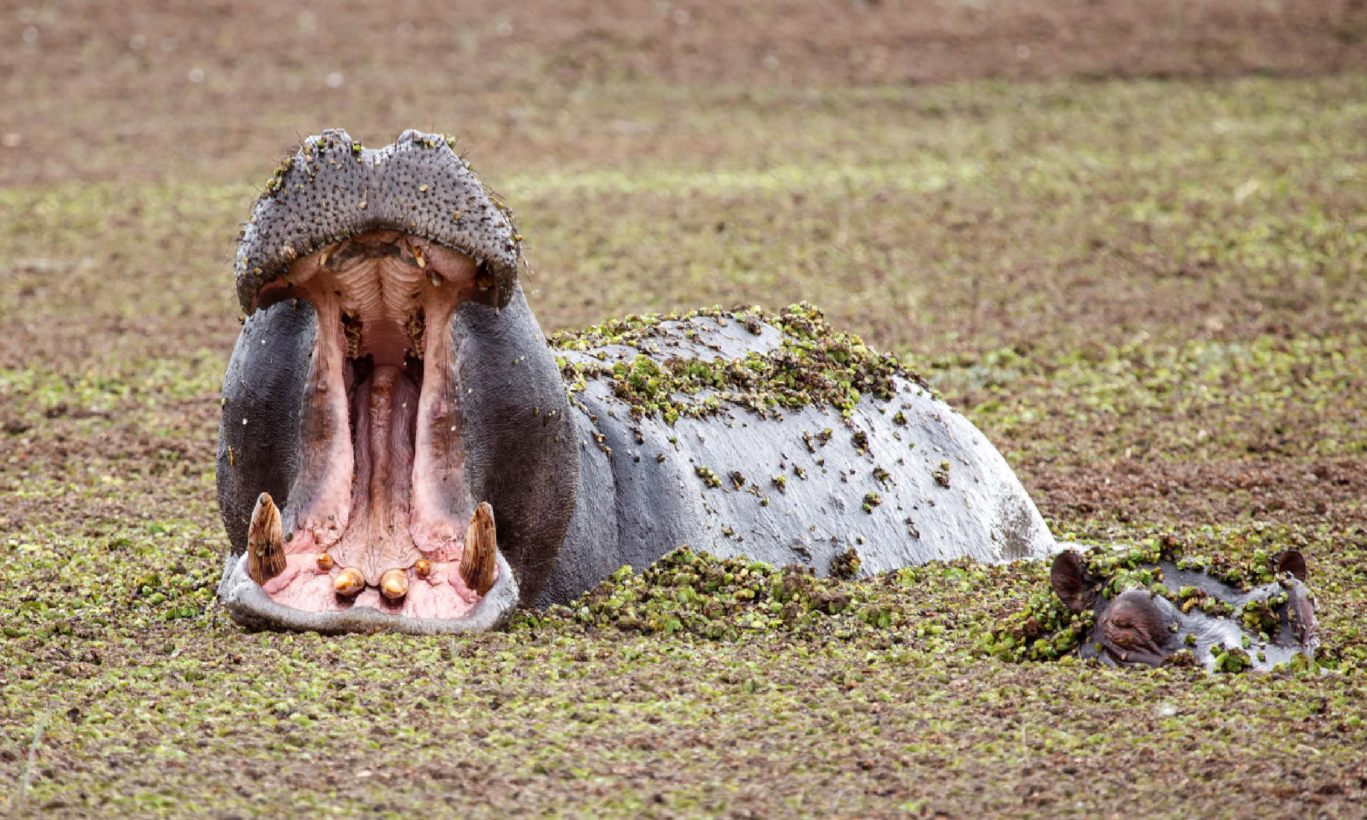 Hippopotamus in Okavango Delta (Shutterstock)