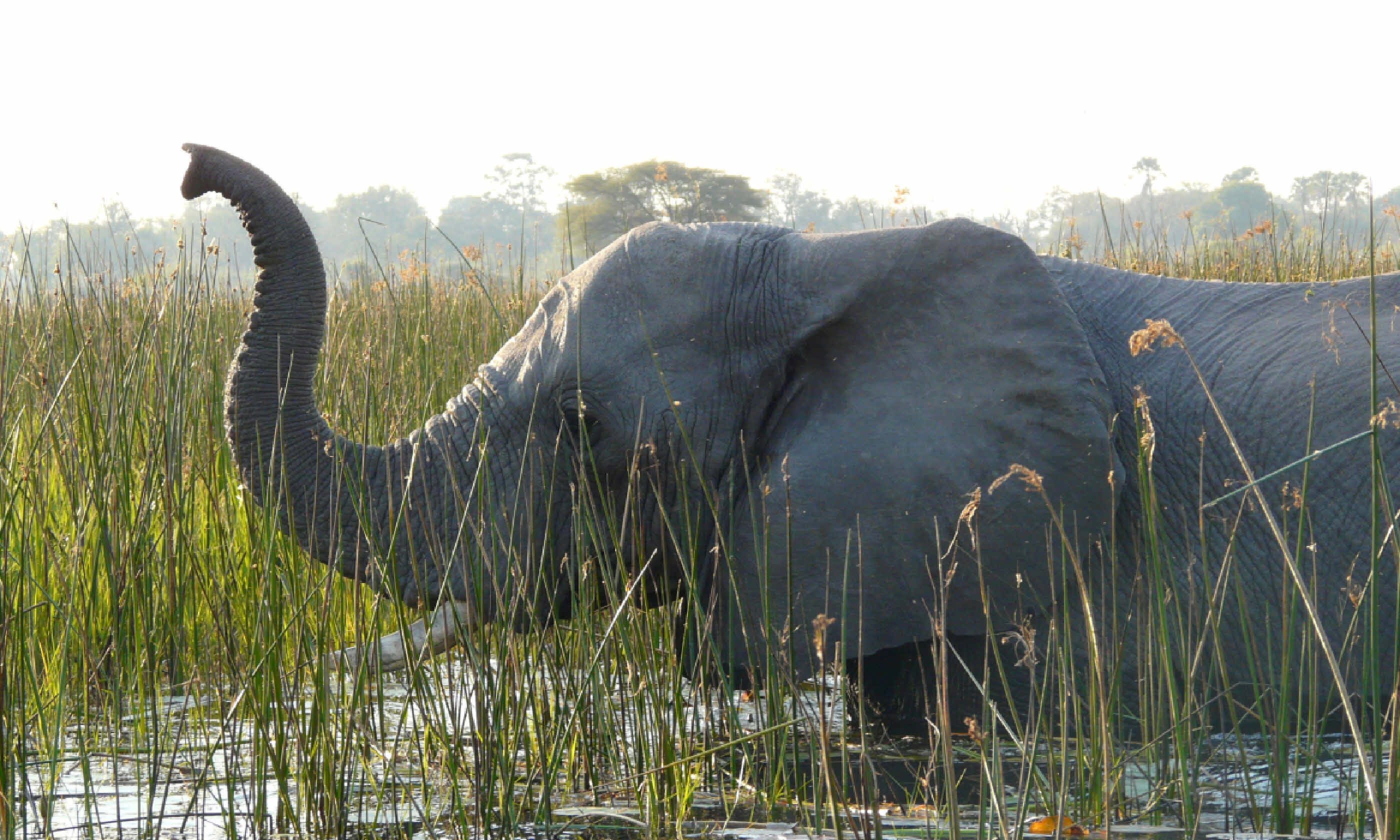 Elephant crossing a river in Pom-Pom Island, Okavango Delta (Shutterstock)