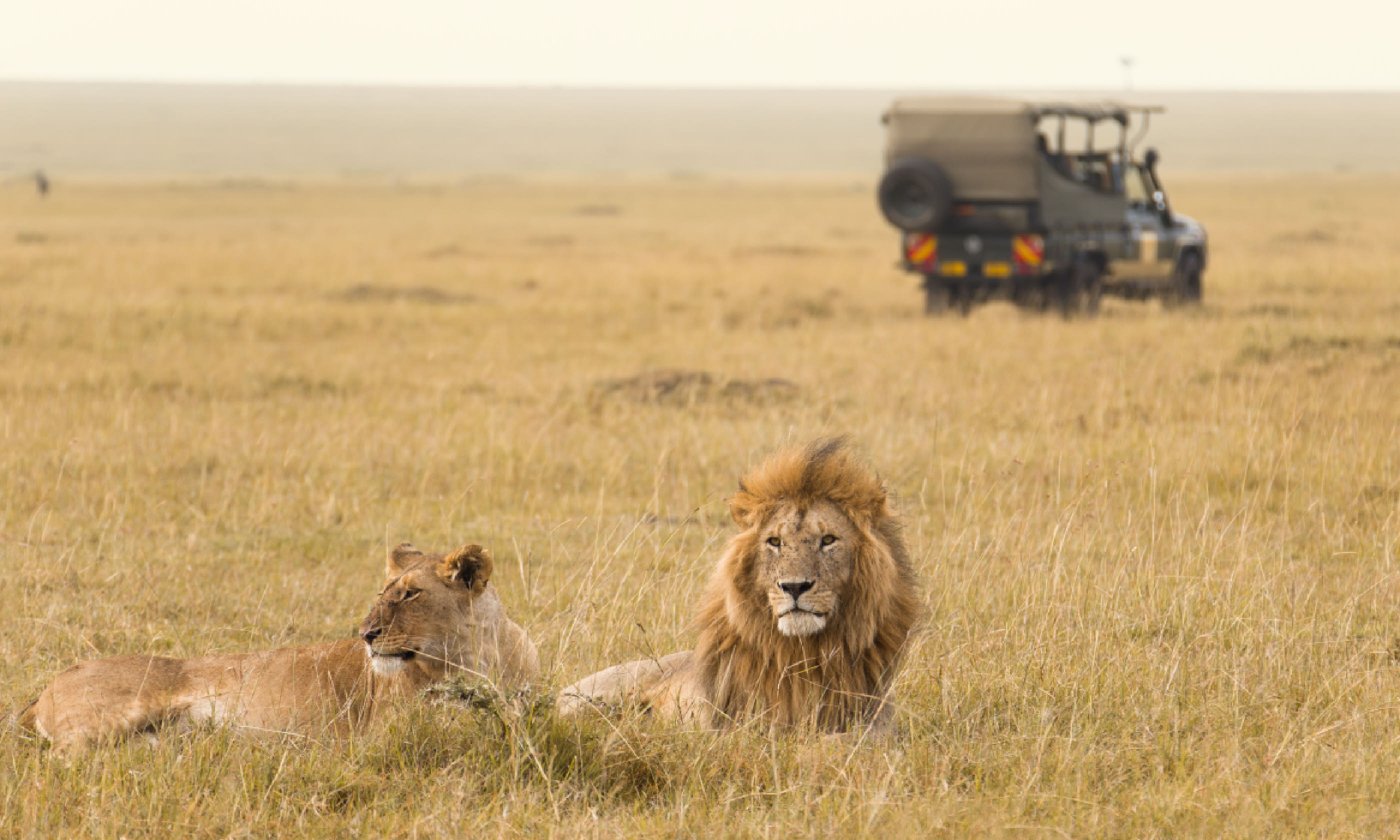 Jeep Safari in Kenya (Shutterstock)